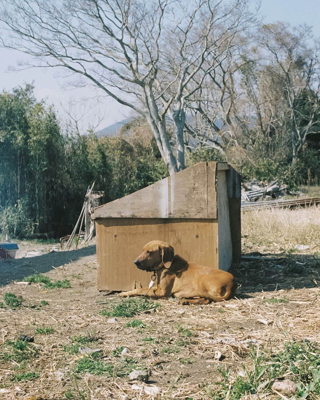 のインスタグラム：「#film #filmphotography #dog #犬」