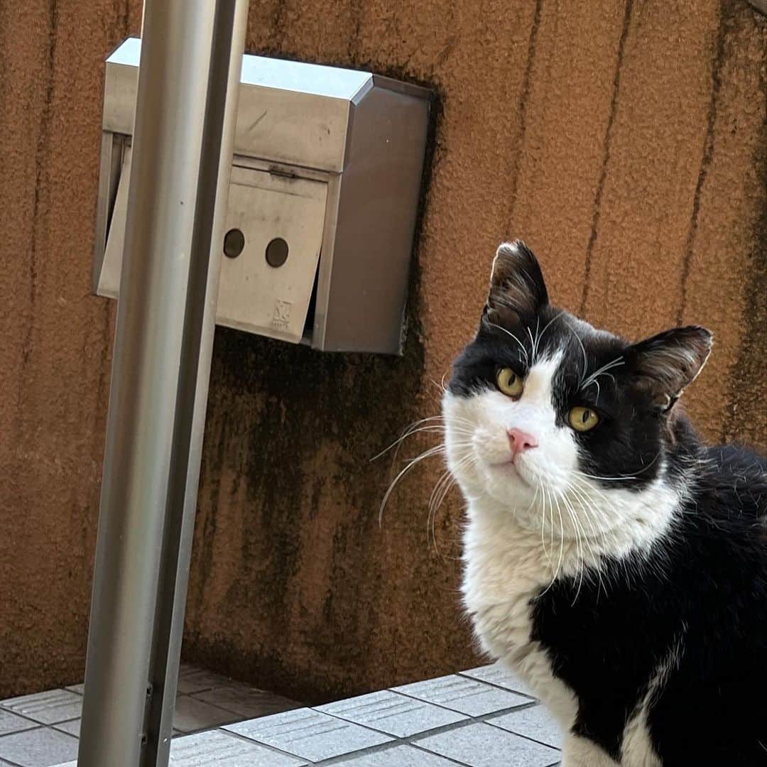 のインスタグラム：「おはようイカスミ！ Good Morning Ikasumi! 先週の水曜日に来て以来｡ 忘れないでよく来てくれる｡  この時、ちゃめしの姿はみえなかった。  #うちの猫ら #ikasumi #猫 #ねこ #ニャンスタグラム #にゃんすたぐらむ #ねこのきもち #cat #ネコ #catstagram #ネコ部 http://kachimo.exblog.jp」