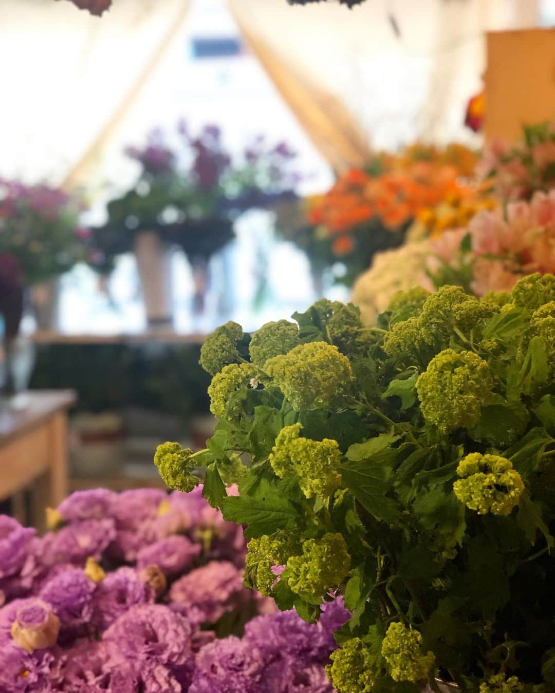 アンヘロ・カロ・ヌエバスさんのインスタグラム写真 - (アンヘロ・カロ・ヌエバスInstagram)「今週もたくさんのお花とお待ちしてます。」4月25日 10時23分 - caro_angelo