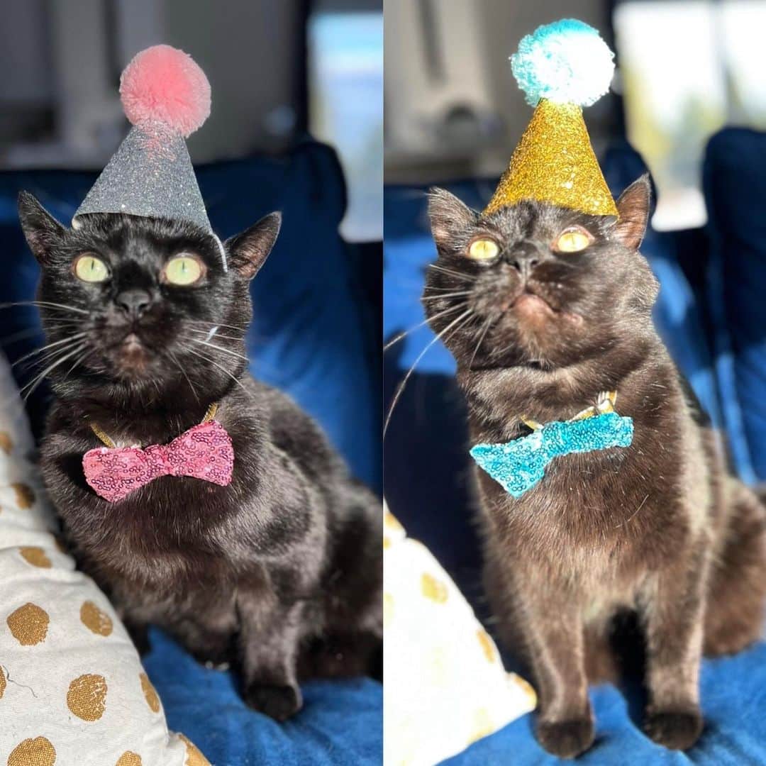 The Cats Of Instagramのインスタグラム：「Our boys are 10! Happy birthday to @bing_clawsby & @paw_mccartney - thank you for being so wonderful 🥳」