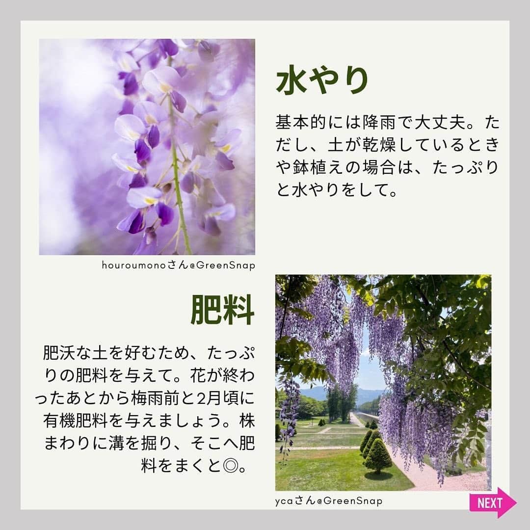 みどりで、つながる GreenSnapさんのインスタグラム写真 - (みどりで、つながる GreenSnapInstagram)「藤の花は春に咲き、淡い紫色や白色の花弁が風に揺れる美しさが魅力です。日本文化においても重要な役割を担っており、庭園や公園で見ることができます。 春の訪れとともに楽しめる、藤の花の育て方をご紹介します。  #藤 #藤の花」4月25日 10時33分 - greensnap.jp