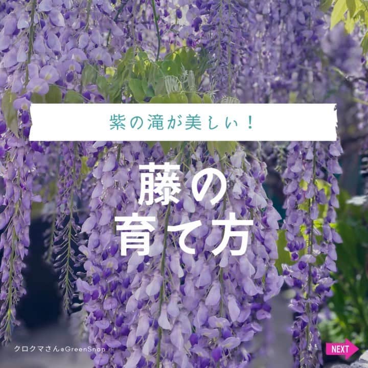 みどりで、つながる GreenSnapのインスタグラム：「藤の花は春に咲き、淡い紫色や白色の花弁が風に揺れる美しさが魅力です。日本文化においても重要な役割を担っており、庭園や公園で見ることができます。 春の訪れとともに楽しめる、藤の花の育て方をご紹介します。  #藤 #藤の花」