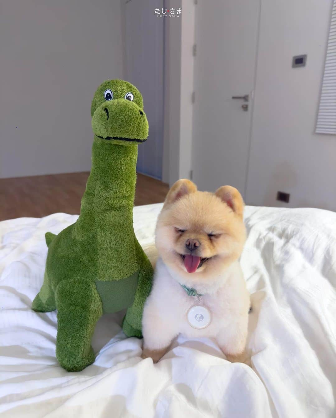 むじさまさんのインスタグラム写真 - (むじさまInstagram)「เพื่อนใหม่ เป็นได้ทุกอย่าง 🦖   #dogs #dogsofinstagram #dog #dogstagram #puppy #doglover #dogoftheday #instadog #doglovers #doglife #pets #love #puppylove #puppies #pet #puppiesofinstagram #dogsofinsta #cute #instagram #mujisama #petsofinstagram #dogslife #doggo #pomeranian #ilovemydog #cats #doglove #petstagram #dogphotography #cutedogs」4月25日 11時19分 - mujisama