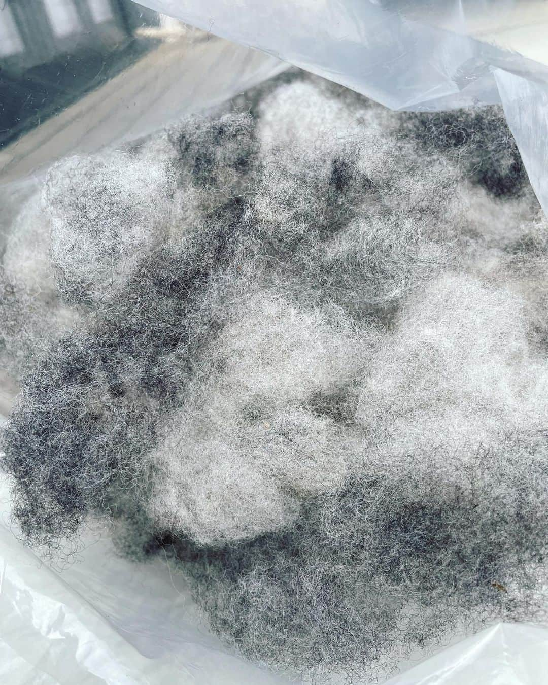 長久保智子さんのインスタグラム写真 - (長久保智子Instagram)「There are several preparation steps before spinning！  今日は縁側でShetland sheep をテージング✨ ソーティング→ウォッシュ→テージング→カーディング→紡ぐ（spinning） 区分けして洗って綺麗になった原毛ちゃんが、ふわふわに。。。  #shetlandsheep #shetlandwool #shetlandyarn #hundspun #手紡ぎ #シェットランドレース」4月25日 11時17分 - satoko.tricot_the