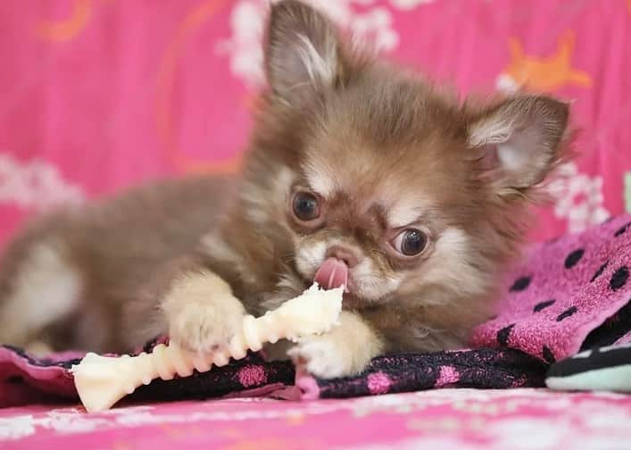 犬小屋??のインスタグラム：「今日のだんな様❤️ 誕生から113日め🐣 1人大運動会開催中💦  #chihuahua #chihuahualife  #チワワ #チワワパピー #チワワ多頭飼い  #ちわすたぐらむ  #ちわわ大好き  #canon #canon_photos  #だんなすたぐらむ  #キンダーガーテンアミ」