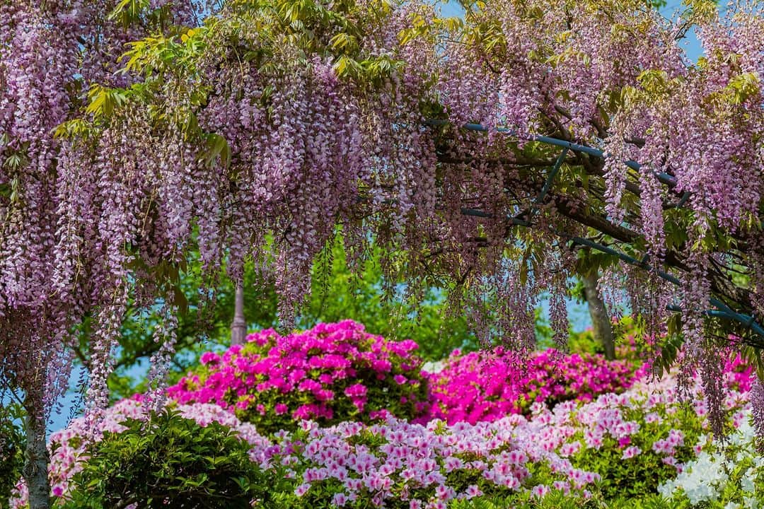 旅行比較サイト・トラベルコ 理想の旅を、いちばん安く。さんのインスタグラム写真 - (旅行比較サイト・トラベルコ 理想の旅を、いちばん安く。Instagram)「可憐で美しい藤の花が全国各地で見頃を迎えています☺️  いつかは行きたい『藤棚の名所』を3カ所ピックアップしてご紹介。お出かけの参考にしてくださいね🎶  【1枚目】 📍 #河内藤園 (福岡県北九州市)  例年4月下旬～5月初旬に22種類の藤の花が咲き乱れる河内藤園。色鮮やかな藤のトンネルはもちろん、野田長藤が一面に広がる大藤棚も必見👀  ※4/22～5/7の入園は混雑緩和のため事前にチケットを予約する必要があります。詳細は公式サイトをご確認ください。  【2枚目】 📍 #あしかがフラワーパーク (栃木県足利市)  園内350本以上の藤が咲き誇り、樹齢160年に及ぶ大藤棚や、白藤、黄藤のトンネルなど見どころ満載✨「ふじのはな物語 大藤まつり」は4/12～5/14の開催です。  【3枚目】 📍 #千光寺公園 (広島県尾道市)  尾道市街を見下ろす展望スポットや春の桜名所として人気の千光寺公園。咲き乱れる藤棚とツツジのコラボが素晴らしい👏  ***** あなたが旅先で出合った素敵な風景に #トラベルコ  または #travelko をつけて投稿してみてください📷 こちらのアカウントで紹介させていただくかも！  投稿を見て「行きたい！」と思ったら保存でクリップ。 フォロー＆いいねもお願いします🌟  ***** 国内海外1500以上の旅行サイトをまとめて比較！ 旅行の最安値を探すなら「トラベルコ」  プロフィール欄のURLから早速検索🔍 @travelko_official  #藤 #藤まつり #team_jp_flower #flowerlovers #広島 #福岡 #栃木 #国内旅行 #日本の絶景 #japantrip #japantravel #絶景 #フォトジェニック #ファインダー越しの私の世界 #誰かに見せたい景色 #旅行好きな人と繋がりたい #写真好きな人と繋がりたい #女子旅 #一人旅 #旅行好き #旅 #旅行 #観光 #trip #travelko #トラベルコ」4月25日 12時00分 - travelko_official