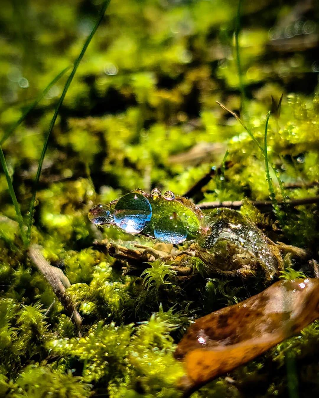 Galaxy Mobile Japanさんのインスタグラム写真 - (Galaxy Mobile JapanInstagram)「苔の緑が生き生きとしたお写真🌿 暖かくなったら自然の中での撮影も楽しみたいですね🕊️  Galaxy の高精細カメラを使えば、細部まで鮮明に撮影可能です📷  本投稿では Galaxy で撮影された写真・動画をご紹介。 ぜひ皆さまの作品を #withGalaxy で投稿してくださいね✨  📸#withGalaxy #GalaxyS20 Ultra Photo by photo.dream853 さん  #Galaxyのある生活 #Galaxy #Galaxy好き #誰かに見せたい風景 #写真好きな人と繋がりたい #カメラ好きな人と繋がりたい #キリトリセカイ #写真で伝えたい私の世界 #カメラ越しの私の世界 #ファインダー越しの私の世界 #スマホ #スマホカメラ #スマホ写真」4月25日 18時00分 - samsungjpn