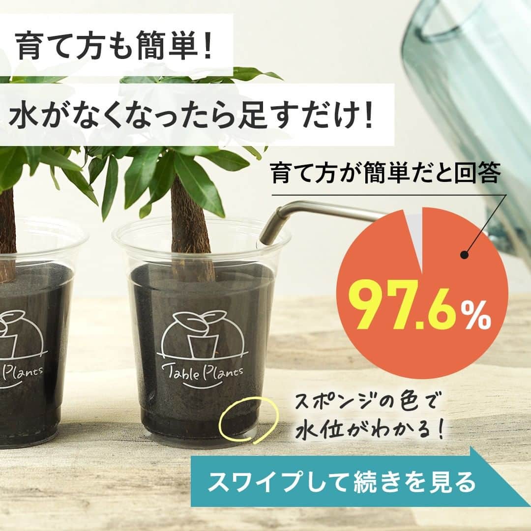 みどりで、つながる GreenSnapさんのインスタグラム写真 - (みどりで、つながる GreenSnapInstagram)「Table Plants（テーブルプランツ）は虫がつきにくいんです。 なぜかわかりますか？  #観葉植物 #greensnap #greensnapstore #tableplants #土をつかわない観葉植物 #テーブルプランツ」4月25日 17時50分 - greensnap.jp