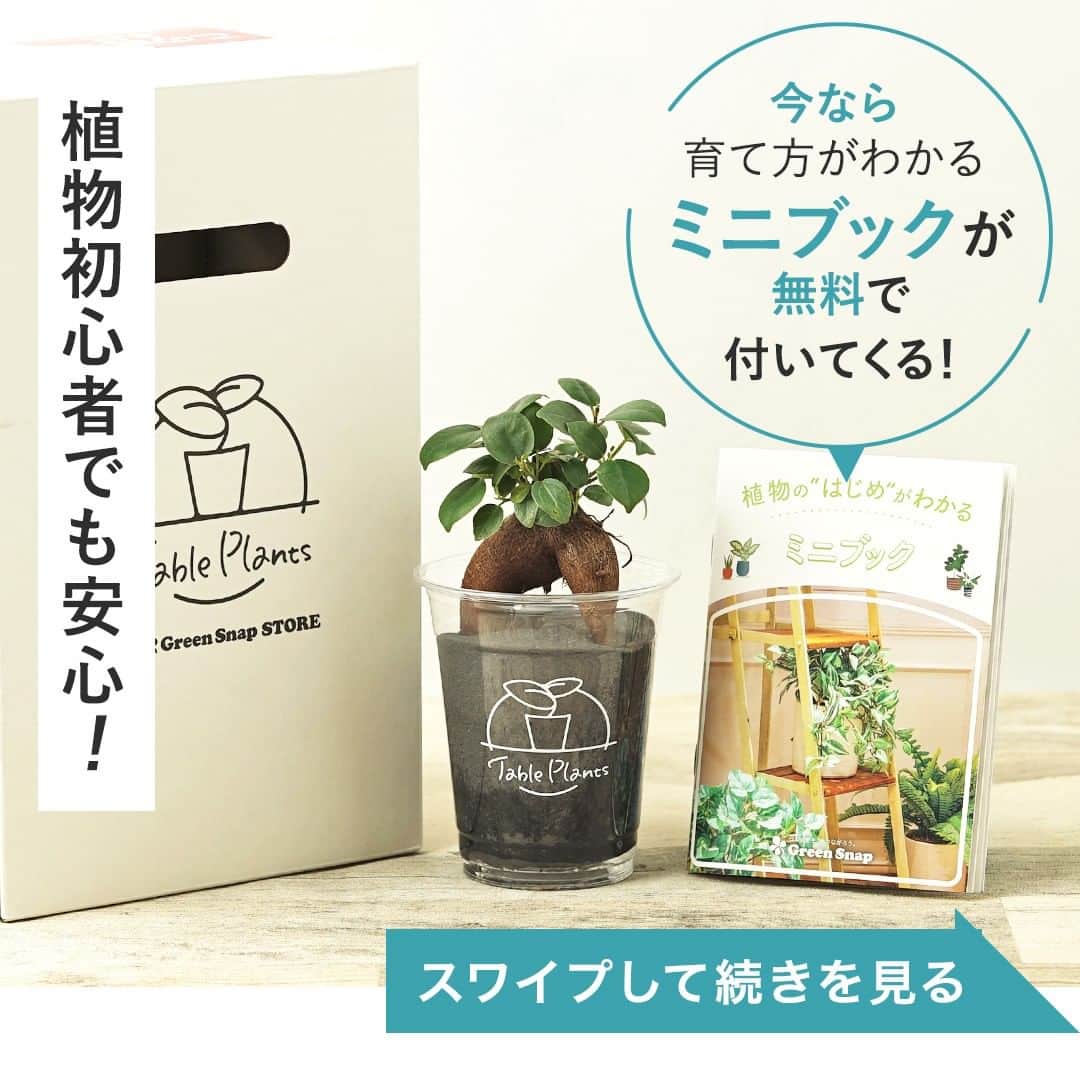 みどりで、つながる GreenSnapさんのインスタグラム写真 - (みどりで、つながる GreenSnapInstagram)「Table Plants（テーブルプランツ）は虫がつきにくいんです。 なぜかわかりますか？  #観葉植物 #greensnap #greensnapstore #tableplants #土をつかわない観葉植物 #テーブルプランツ」4月25日 17時50分 - greensnap.jp