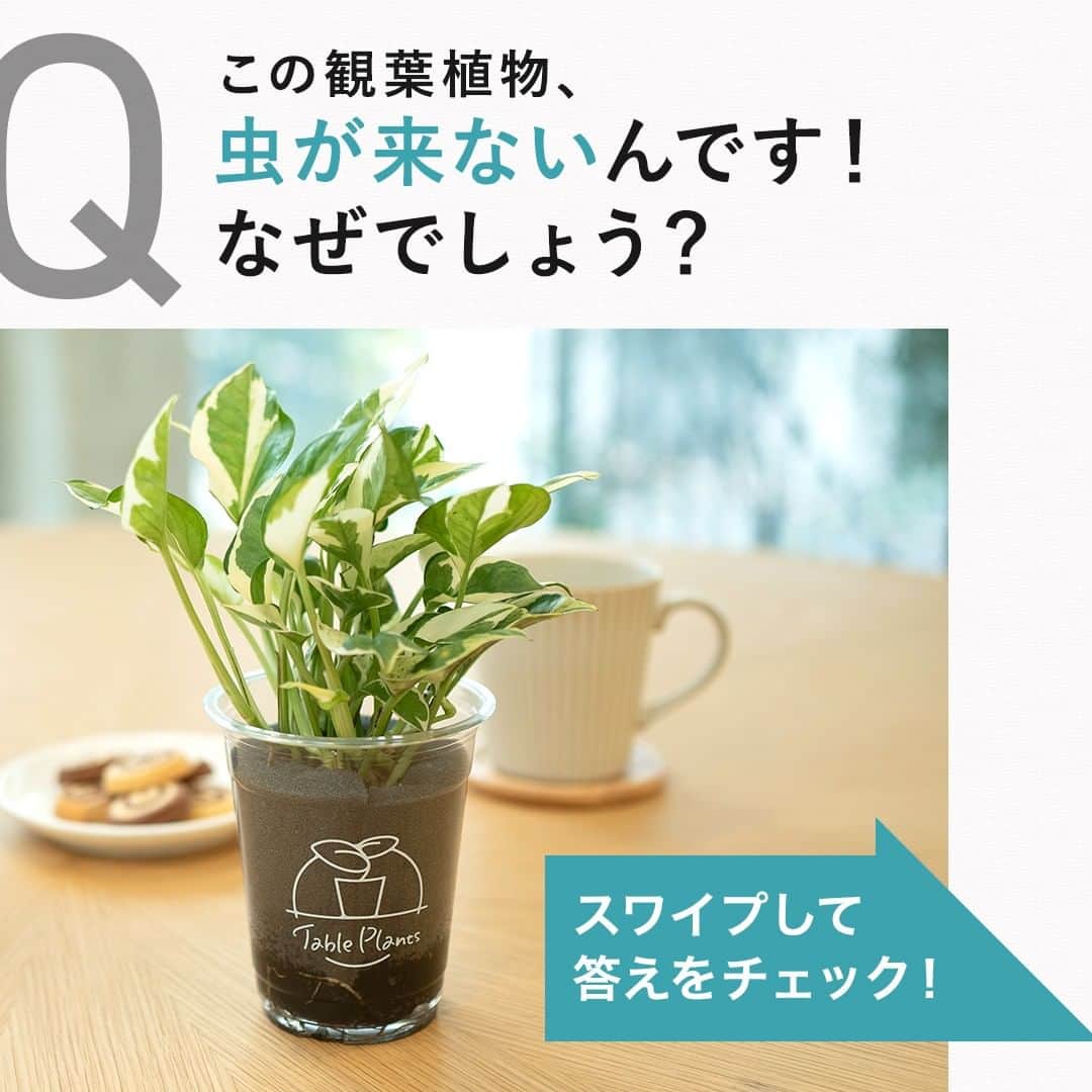 みどりで、つながる GreenSnapのインスタグラム