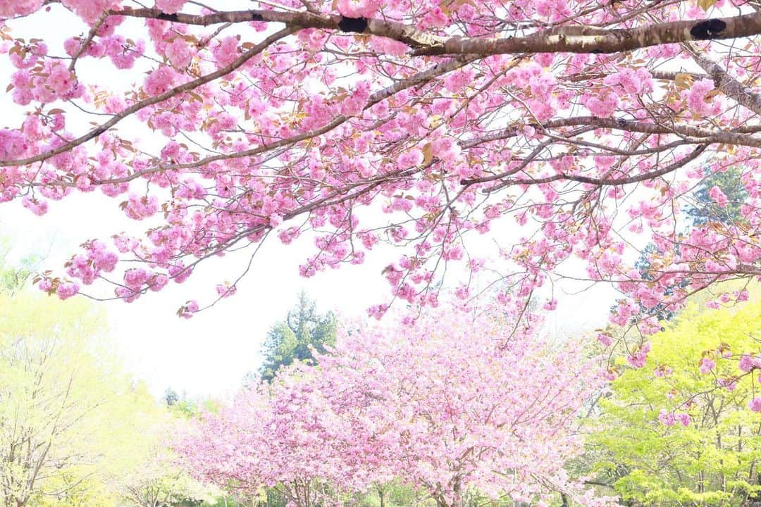 kiccyomuのインスタグラム：「☁️ 2023.04.25 Tue 八重の #桜 🌸が 綺麗に咲いてました📸  今年は桜も早咲きで 関東は、ほぼ終了だけど、 ここではまだ咲いてたので、 出会いに感謝📸  細かい場所は、内緒にしておきます😅  location #栃木 ❣️ 📷撮影 2023年4月20日」