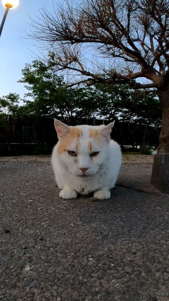 感動猫動画のインスタグラム：「夕方の駐車場で猫と出会った  #猫島 #野良猫 #自由猫 #外猫 #Cat #猫  #ぬこ #子猫 #kitten #catisland」