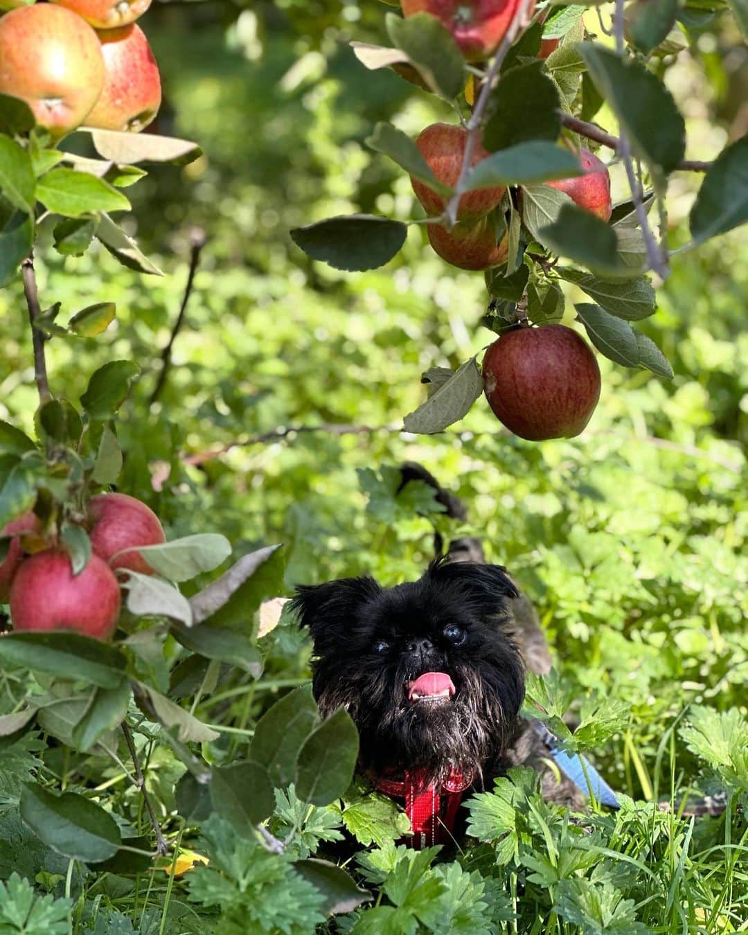 Digby & Aloのインスタグラム：「it’s a great day for apple picking! if you’re in @greytownvillage make sure to pay Molewood Orchard a visit, some of the tastiest apples around 🥰」
