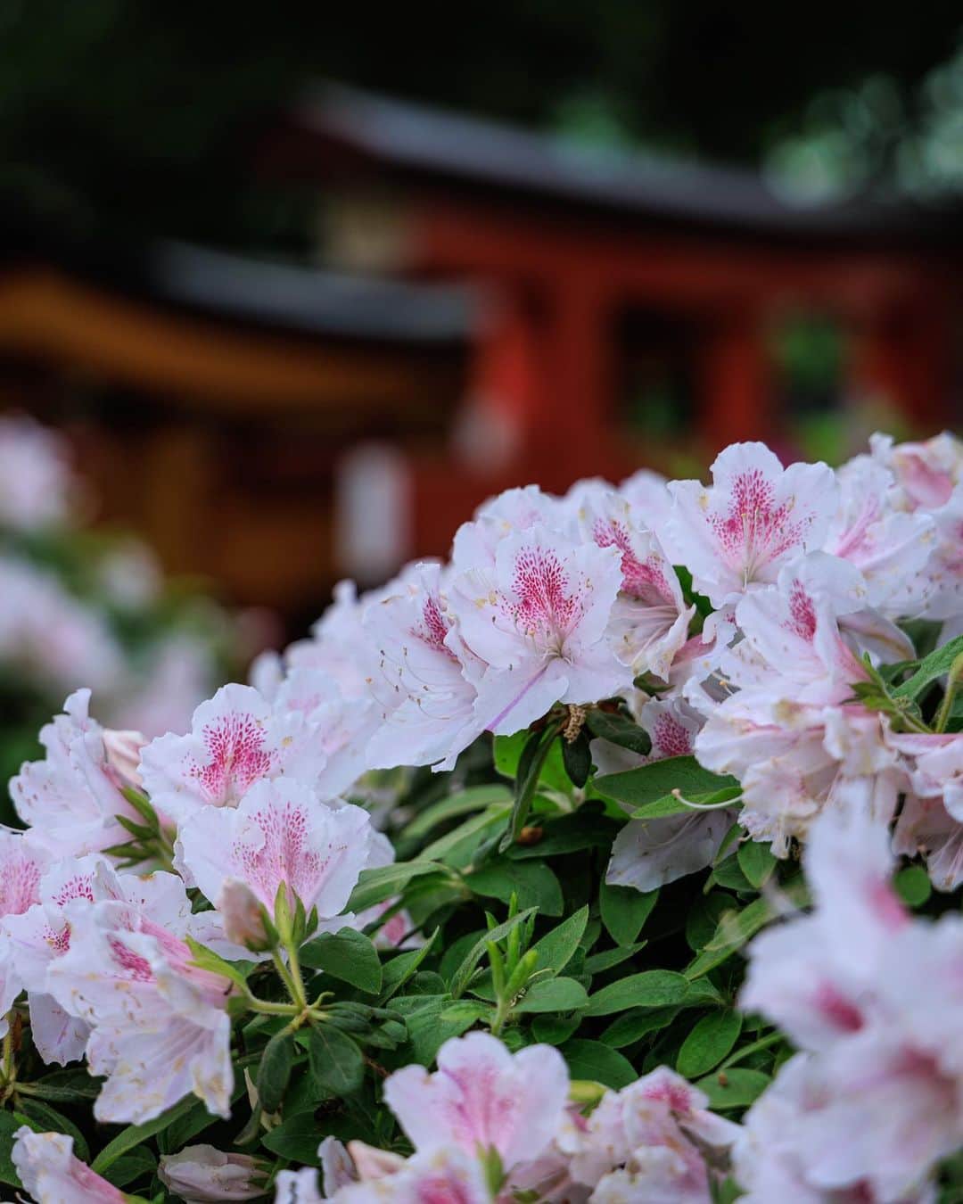 SHOCK EYEさんのインスタグラム写真 - (SHOCK EYEInstagram)「都内では珍しい千本鳥居で有名な根津神社は春になると境内のツツジが一斉に花開く✨ それは本当に鮮やかで素晴らしかったよ。  #根津神社 #つつじ祭り #nezushrine #shrine」4月25日 12時45分 - shockeye_official
