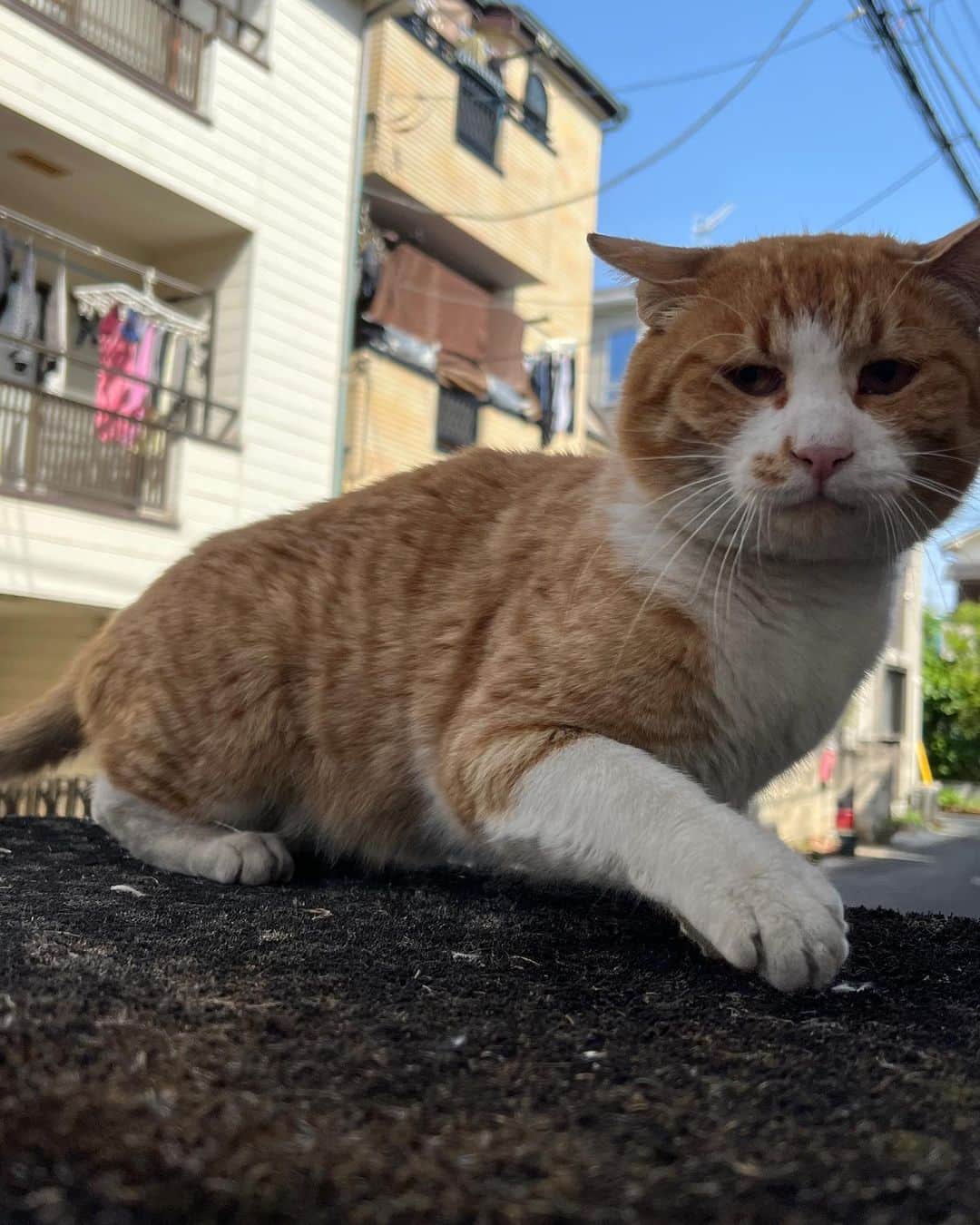 のインスタグラム：「イカスミがパトロールに行ってからちゃめし来た。 まだ近寄りすぎるとシャー言うし、 猫パンチ飛んでくる。 もう少し慣れてくれないとなあ。 #うちの猫ら #猫 #ねこ #ニャンスタグラム #にゃんすたぐらむ #ちゃめし #ねこのきもち #cat #ネコ #catstagram #ネコ部 http://kachimo.exblog.jp」