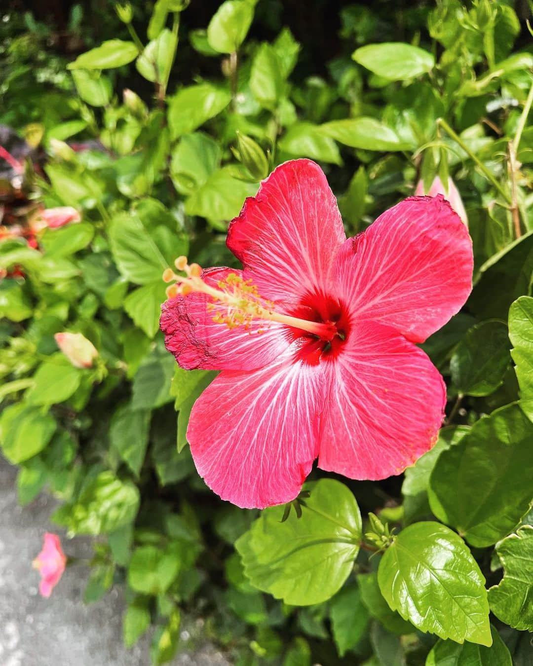 本多末奈さんのインスタグラム写真 - (本多末奈Instagram)「ハイビスカスって 生で見ても絵で書いても可愛いね🌺✨ 実はちゃんと見たの初めてだったかも  #ハイビスカス #hibiscus #beautiful #cuteflowers」4月25日 13時51分 - honda_mana