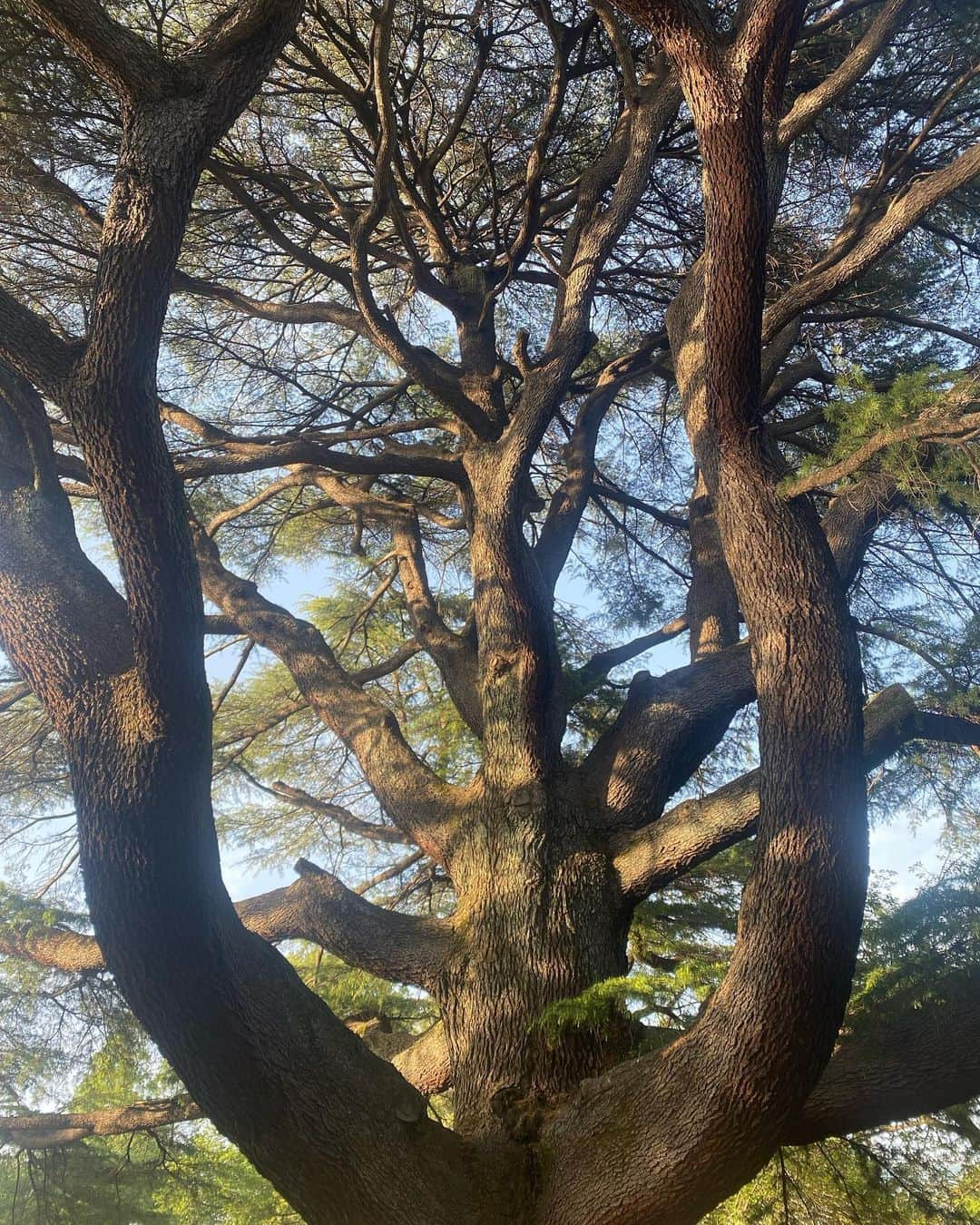 藤田エミリさんのインスタグラム写真 - (藤田エミリInstagram)「☆...🌳-🎀-🏞️...☆」4月25日 14時10分 - 7_emil_y