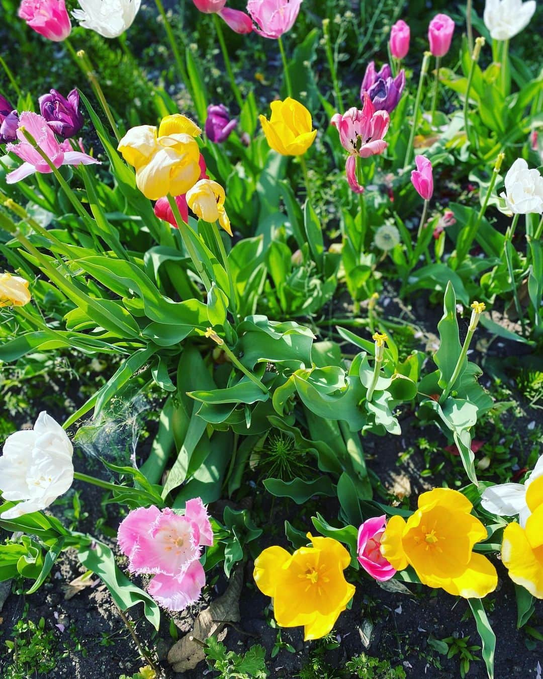三谷晶子さんのインスタグラム写真 - (三谷晶子Instagram)「福島は春だった。  #会津若松」4月25日 14時38分 - akikomitani