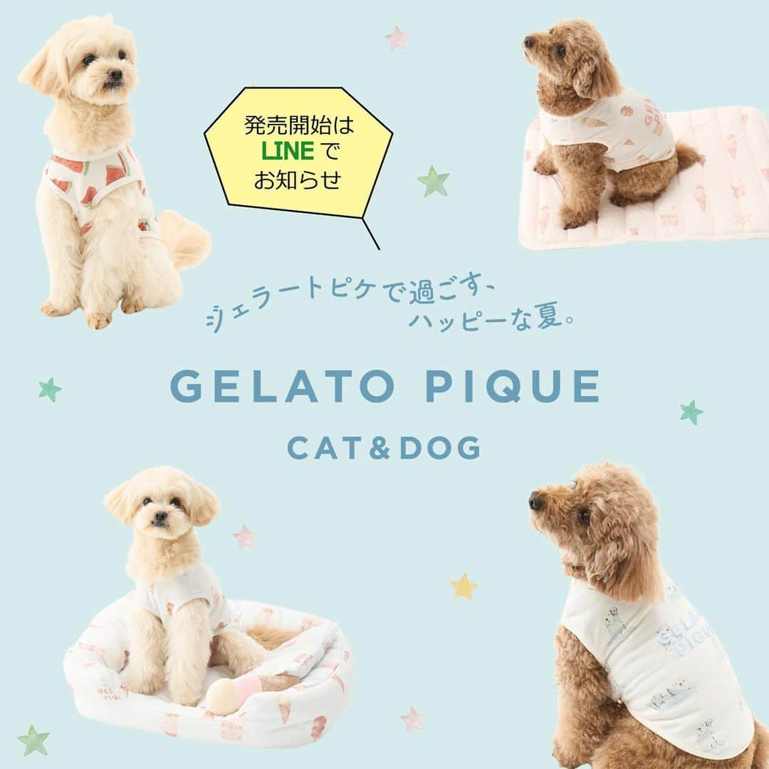 Caluluさんのインスタグラム写真 - (CaluluInstagram)「GELATO PIQUE CAT&DOGの夏のコレクションがCaluluオンラインサイトにて発売決定いたしました🍉  スイカ柄やアイス柄、ラッコ柄などとっても可愛いアイテムがたくさん🦦  発売開始は、Calulu公式LINEにてお知らせ💞  ぜひご登録くださいね💫  -----------------------------  LINEの登録はプロフィール内 litlinkから飛んでいただけます。 プロフィールはこちら▼ @calulu_dogwear  -----------------------------  #calulu #caluludogwear #calulu_dogwear #カルル　#カルルドッグウェア #dogstagram #犬のお洋服 #わんこふく#きょうのわんこ #きょうのにゃんこ　#癒しわんこ　#癒しにゃんこ　#わんこ部　#ねこ部　#いぬすたぐらむ #ねこすたぐらむ #犬のいる生活 #猫のいる生活 #いぬとの暮らし #ねことの暮らし　#カルルわんこの会 #カルルにゃんこの会　#猫グッズ　#猫用品 #gelatopique #gelatopiquecat #gelatopiquedog #gelatopiquecatanddog #ジェラートピケ #ジェラピケ」4月25日 15時14分 - calulu_dogwear