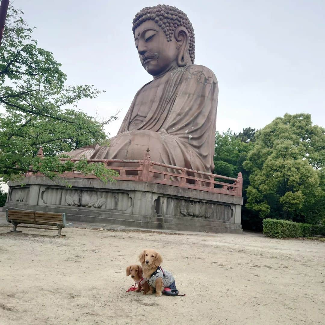 ピックのインスタグラム