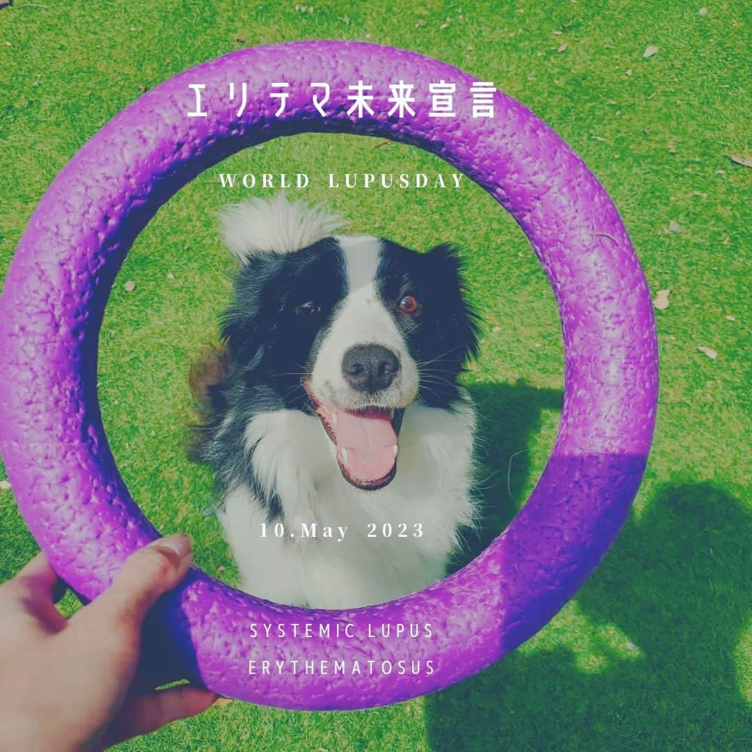 西真理子のインスタグラム：「今日のエリテマシンボルカラーの紫は💜  我家のIrie🐶の玩具🤭 噛みすぎてボコボコ😂  #エリテマ未来宣言 #SLE #Worldlupusday #ループス #ループスデー #5月10日 #全身性エリテマトーデス #ボーダーコリー #難病に負けるな  #難病の人と繋がりたい  #ボーダーコリーのいる生活 #ボーダーコリー3歳」