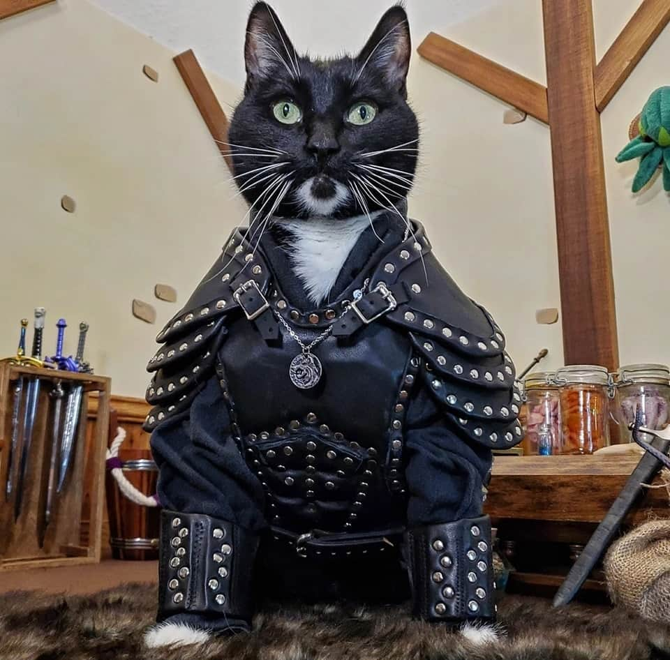 猫コスプレさんのインスタグラム写真 - (猫コスプレInstagram)「"Wind's meowing..."  #TheWitcher #GeraltOfRivia  . . . . #witcher #catcosplay #cosplay #cosplayer #cat #catcostume #catsinclothes #petclothes #PetCostume #petarmor #catarmor #funnycats #humor #tuxedocat #leatherarmor #leatherwork #geralt #geraltofriviacosplay #thewitchercosplay #thewitcherfanart」4月26日 1時47分 - cat_cosplay