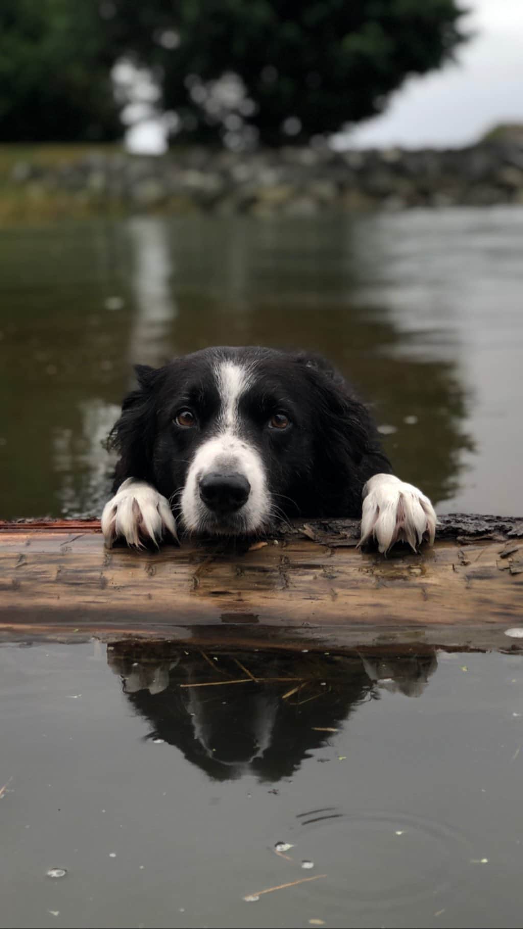 Andrew Knappのインスタグラム：「Was just reminded of this little moment with Momo depicting the determination of a border collie.  Miss our adventures.」