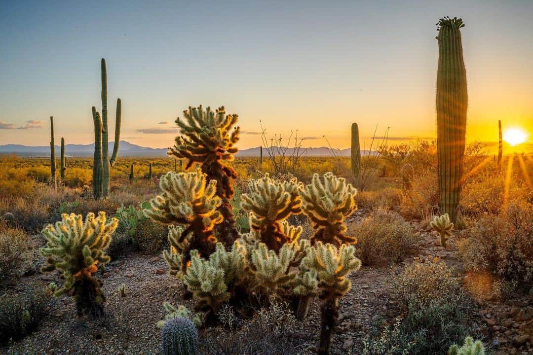 ナショナルジオグラフィックさんのインスタグラム写真 - (ナショナルジオグラフィックInstagram)「Photo by Javier Aznar @javier_aznar_photography | Located in Tucson, Arizona, Saguaro National Park is one of the most unique parks in the U.S. The first time I came close to a saguaro cactus—which commonly grows as high as 40 feet (12 meters)—I felt overwhelmed by its size. I came here to photograph the unique wildlife of this extreme habitat, but what captured my attention was the landscape filled with chollas and saguaros, their spines glowing as the sun slid down the horizon. | For #NationalParkWeek, @GMC encourages you to explore and find your nowhere by visiting one of your local natural wonders. Brought to you by the Next Generation #GMCCanyon, the official vehicle of nowhere.」4月26日 2時51分 - natgeo