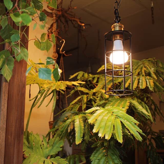 BRID 【NEXTANDARD MARKET】さんのインスタグラム写真 - (BRID 【NEXTANDARD MARKET】Instagram)「. 【新商品発売】  PLANTS LIGHT 40 / PLANTS LIGHT 60  植物の生長を促し、人も快適に暮らせるLED照明です。  一般のLEDライトとは異なる波長の光によって植物の光合成を促し、生長や健康維持ができます。 観葉植物を育てている方はもちろん、ハーブなど実際に口にするものを育てている方にもおすすめ◎  また、人にとっても自然光の下に近い色合いで過ごせます。 外見はシンプルな電球で、日々使っているものと同じサイズ感のため、お気に入りの照明と組み合わせて使えます！ 実用性に加えインテリア性も持ち合わせた、植物にも人にも優しいアイテムです。  ♦︎植物の生長や健康維持に 　太陽光の波長の中で、植物が光合成する際に必要とされる光の波長に合わせたLED電球  ♦︎色の再現度が高く、人にも自然な明るさ 　演色性が高いため、自然光下に近い色合いが再現できます。  ♦︎手軽な電球タイプ 　お好みの照明に取り付けられるので、手軽にお使い頂けます。 　インテリア性と実用性の両立が実現できます。  明るさは40W/60W、色味はそれぞれにWARM / COOLがあります。  商品の詳細は、画像に貼ってあるリンクからご覧ください。 →@brid_japan  #brid_japan #bridのある暮らし #ブリッド #MERCROS #メルクロス  #プランツライト #植物ライト #植物育成ライト #育成ライト #植物育成ledライト #観葉植物ライト #植物のある暮らし #植物と暮らす #観葉植物のある暮らし  #観葉植物  #塊根植物 #多肉植物 #グリーンのある暮らし #インテリアグリーン」4月25日 17時56分 - brid_japan