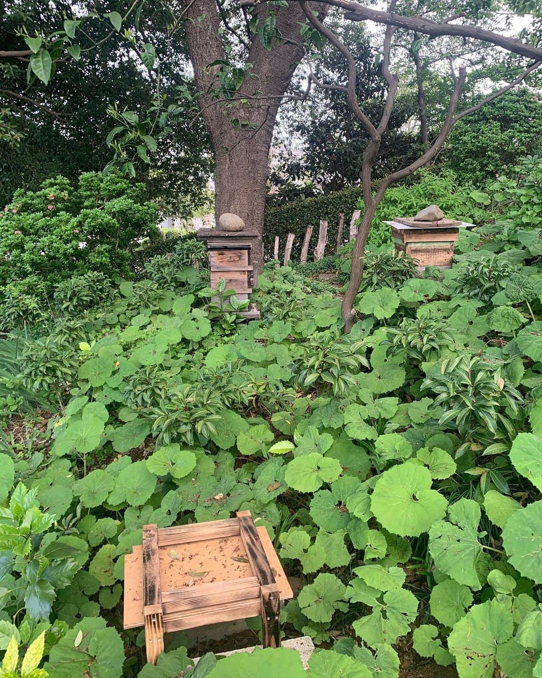 仲川希良さんのインスタグラム写真 - (仲川希良Instagram)「丘の上で養蜂をしているお友達のおうちへ ・ 巣箱のあるお庭を歩かせていただいたら ニョキニョキアスパラガス！ 斜面を覆うフキ！タケノコ！ ・ そんな採れたての食材で 立派なランチをご馳走してくれました ・ 「あ、忘れてた！」ってサンダルつっかけて摘んできたのは木の芽 筍ご飯に散らすようすを眺めながら湧いてくるのは ただただ感謝の気持ち ・ 自分が住む土地に少し手を入れて整えて そこで育まれたものをおいしくいただく なんて幸せで健やかなことかしら ・ ・ デザートにはお庭のものはもちろん 各地の蜂蜜を味比べ ・ 歩いた土地で手にする蜂蜜は 私のお気に入りの山旅土産でもあります 蜂蜜にはその土地の自然がギュッと凝縮されている気がするから ・ ・ 偶然にもこの日はアースデイ 地球を味わう1日を過ごすことができました ・ ・ ・ 住まう土地の恵みをいただく幸せについて Voicyでもお話ししています よかったらストーリーズかプロフィールのリンクからお聴きください ・ ・ ・ #🐝 #養蜂  #タケノコ掘り #収穫 #アースデイ #earthday」4月25日 17時56分 - kiranakagawa