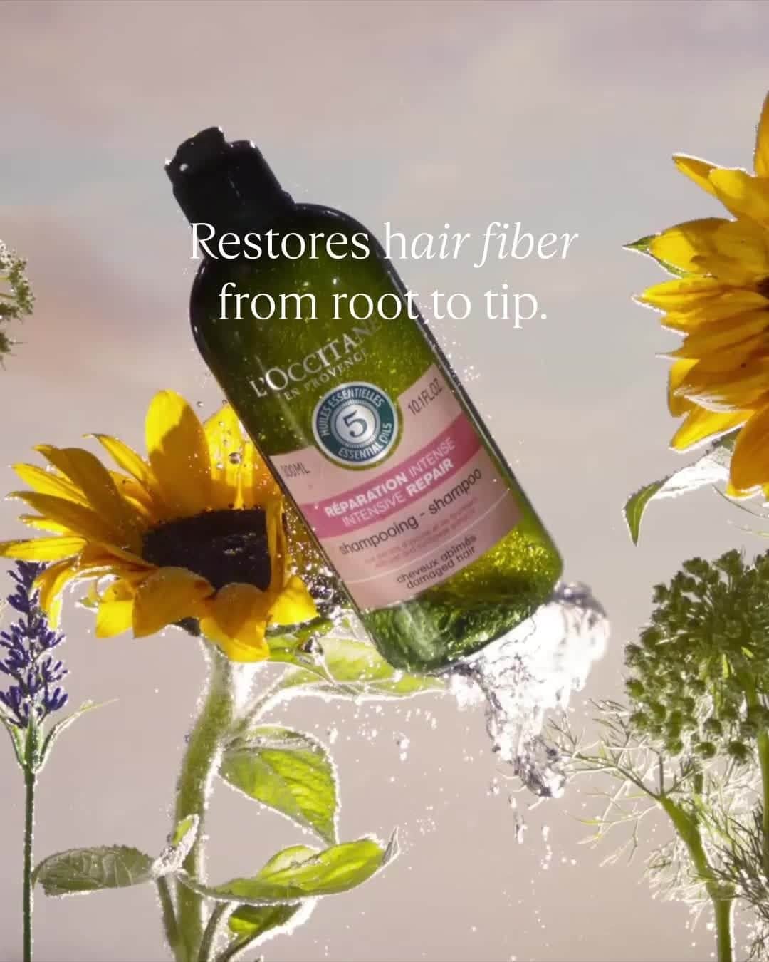 ロクシタンのインスタグラム：「Nature knows best, especially when it comes to regenerating herself.⁣ Inspired by her resilience, science has always looked up to her for solutions...⁣  ⁣ For our intensive repair hair care line, we’ve selected plant-based actives to help restore hair fibers from root to tip: ⁣  ⁣ ✅ Oat amino-acids that help to improve hair structure and repair its surface. ⁣ ✅ Angelica essential oil patented complex, that helps to limit breakage⁣ ✅ Sunflower oil known to soften and bring shine to your hair ⁣  ⁣ Have you tried it yet? ⁣」
