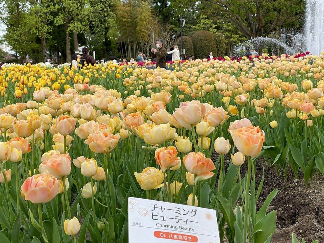 南條早紀さんのインスタグラム写真 - (南條早紀Instagram)「【チューリップフェア🌷】  今年もチューリップフェアへ行ってきたよ🥰 1度訪れたら毎年必ず訪れたくなる 富山の外せない春のイベント❤️  どこを見ても鮮やかなチューリップ…🌷 色・形・香り・名前、個性豊かで目移りしちゃう！ 同じ品種でも、同じ形のものはなくて なんだかしみじみ一つひとつ生きたお花が こんな壮大な景色を作っているのか〜と思うと胸が熱くなる🥹❤️  今年は開花スピードが早いとのことで GW前、早めに来場✨ 日中は混雑するだろうなぁ、と思って 花をメインで楽しむ！と決めて、 閉園1時ちょっと前に入場しました❤️  日中の日差し&大！行列を避けられるので、 赤ちゃん連れにもおすすめの時間帯です✨ 写真も日が長くなってきているので、 意外といい感じに撮れます😘 3枚目は閉園間際に撮った写真です♪  そして4枚目は、 私の推しチューリップ🥰 ピンクのようなオレンジのような なんとも言えない色が可愛くて好き🍊💕  5枚目は、ふわ〜っと淡い甘いいい香りがして 引き寄せられた品種！ 名前も可愛い🌼  最後の写真は、ピンクの花たちのなかに うっかり混ざってしまったであろう 赤いチューリップがなんだか愛しくなったので 撮っちゃったやつ🌷笑  …と、南條フィルターを通してみた となみチューリップフェア2023👑✨ まだ載せたい写真があるので また近々更新します😚💕  皆さんはチューリップフェアもう行きましたか？ お出かけの予定、ありますか？☺️🌷  #富山県 #砺波市 #砺波 #富山 #となみチューリップフェア  #となみチューリップフェア2023  #チューリップフェア #富山旅行 #富山観光 #🌷 #アナウンサー #フリーアナウンサー #南條早紀 #なんじょうのにちじょう」4月25日 18時06分 - nanjo_saki