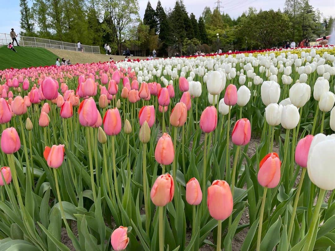 南條早紀さんのインスタグラム写真 - (南條早紀Instagram)「【チューリップフェア🌷】  今年もチューリップフェアへ行ってきたよ🥰 1度訪れたら毎年必ず訪れたくなる 富山の外せない春のイベント❤️  どこを見ても鮮やかなチューリップ…🌷 色・形・香り・名前、個性豊かで目移りしちゃう！ 同じ品種でも、同じ形のものはなくて なんだかしみじみ一つひとつ生きたお花が こんな壮大な景色を作っているのか〜と思うと胸が熱くなる🥹❤️  今年は開花スピードが早いとのことで GW前、早めに来場✨ 日中は混雑するだろうなぁ、と思って 花をメインで楽しむ！と決めて、 閉園1時ちょっと前に入場しました❤️  日中の日差し&大！行列を避けられるので、 赤ちゃん連れにもおすすめの時間帯です✨ 写真も日が長くなってきているので、 意外といい感じに撮れます😘 3枚目は閉園間際に撮った写真です♪  そして4枚目は、 私の推しチューリップ🥰 ピンクのようなオレンジのような なんとも言えない色が可愛くて好き🍊💕  5枚目は、ふわ〜っと淡い甘いいい香りがして 引き寄せられた品種！ 名前も可愛い🌼  最後の写真は、ピンクの花たちのなかに うっかり混ざってしまったであろう 赤いチューリップがなんだか愛しくなったので 撮っちゃったやつ🌷笑  …と、南條フィルターを通してみた となみチューリップフェア2023👑✨ まだ載せたい写真があるので また近々更新します😚💕  皆さんはチューリップフェアもう行きましたか？ お出かけの予定、ありますか？☺️🌷  #富山県 #砺波市 #砺波 #富山 #となみチューリップフェア  #となみチューリップフェア2023  #チューリップフェア #富山旅行 #富山観光 #🌷 #アナウンサー #フリーアナウンサー #南條早紀 #なんじょうのにちじょう」4月25日 18時06分 - nanjo_saki