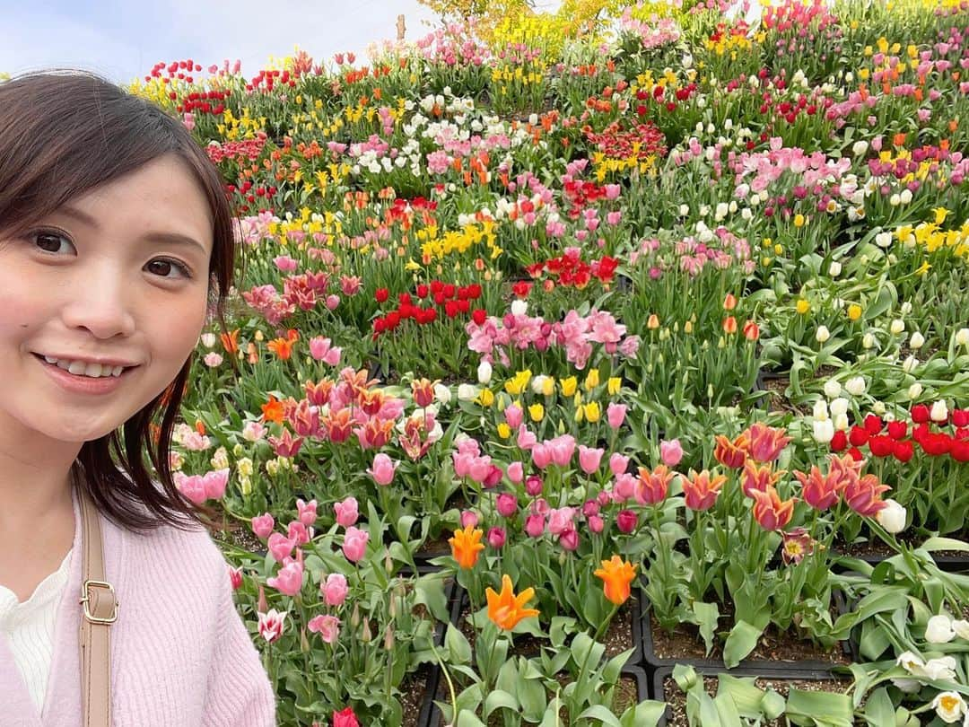 南條早紀さんのインスタグラム写真 - (南條早紀Instagram)「【チューリップフェア🌷】  今年もチューリップフェアへ行ってきたよ🥰 1度訪れたら毎年必ず訪れたくなる 富山の外せない春のイベント❤️  どこを見ても鮮やかなチューリップ…🌷 色・形・香り・名前、個性豊かで目移りしちゃう！ 同じ品種でも、同じ形のものはなくて なんだかしみじみ一つひとつ生きたお花が こんな壮大な景色を作っているのか〜と思うと胸が熱くなる🥹❤️  今年は開花スピードが早いとのことで GW前、早めに来場✨ 日中は混雑するだろうなぁ、と思って 花をメインで楽しむ！と決めて、 閉園1時ちょっと前に入場しました❤️  日中の日差し&大！行列を避けられるので、 赤ちゃん連れにもおすすめの時間帯です✨ 写真も日が長くなってきているので、 意外といい感じに撮れます😘 3枚目は閉園間際に撮った写真です♪  そして4枚目は、 私の推しチューリップ🥰 ピンクのようなオレンジのような なんとも言えない色が可愛くて好き🍊💕  5枚目は、ふわ〜っと淡い甘いいい香りがして 引き寄せられた品種！ 名前も可愛い🌼  最後の写真は、ピンクの花たちのなかに うっかり混ざってしまったであろう 赤いチューリップがなんだか愛しくなったので 撮っちゃったやつ🌷笑  …と、南條フィルターを通してみた となみチューリップフェア2023👑✨ まだ載せたい写真があるので また近々更新します😚💕  皆さんはチューリップフェアもう行きましたか？ お出かけの予定、ありますか？☺️🌷  #富山県 #砺波市 #砺波 #富山 #となみチューリップフェア  #となみチューリップフェア2023  #チューリップフェア #富山旅行 #富山観光 #🌷 #アナウンサー #フリーアナウンサー #南條早紀 #なんじょうのにちじょう」4月25日 18時06分 - nanjo_saki