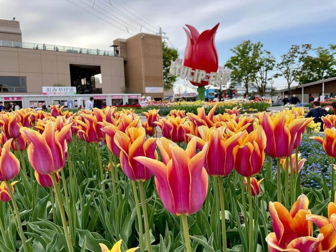 のインスタグラム：「【チューリップフェア🌷】  今年もチューリップフェアへ行ってきたよ🥰 1度訪れたら毎年必ず訪れたくなる 富山の外せない春のイベント❤️  どこを見ても鮮やかなチューリップ…🌷 色・形・香り・名前、個性豊かで目移りしちゃう！ 同じ品種でも、同じ形のものはなくて なんだかしみじみ一つひとつ生きたお花が こんな壮大な景色を作っているのか〜と思うと胸が熱くなる🥹❤️  今年は開花スピードが早いとのことで GW前、早めに来場✨ 日中は混雑するだろうなぁ、と思って 花をメインで楽しむ！と決めて、 閉園1時ちょっと前に入場しました❤️  日中の日差し&大！行列を避けられるので、 赤ちゃん連れにもおすすめの時間帯です✨ 写真も日が長くなってきているので、 意外といい感じに撮れます😘 3枚目は閉園間際に撮った写真です♪  そして4枚目は、 私の推しチューリップ🥰 ピンクのようなオレンジのような なんとも言えない色が可愛くて好き🍊💕  5枚目は、ふわ〜っと淡い甘いいい香りがして 引き寄せられた品種！ 名前も可愛い🌼  最後の写真は、ピンクの花たちのなかに うっかり混ざってしまったであろう 赤いチューリップがなんだか愛しくなったので 撮っちゃったやつ🌷笑  …と、南條フィルターを通してみた となみチューリップフェア2023👑✨ まだ載せたい写真があるので また近々更新します😚💕  皆さんはチューリップフェアもう行きましたか？ お出かけの予定、ありますか？☺️🌷  #富山県 #砺波市 #砺波 #富山 #となみチューリップフェア  #となみチューリップフェア2023  #チューリップフェア #富山旅行 #富山観光 #🌷 #アナウンサー #フリーアナウンサー #南條早紀 #なんじょうのにちじょう」