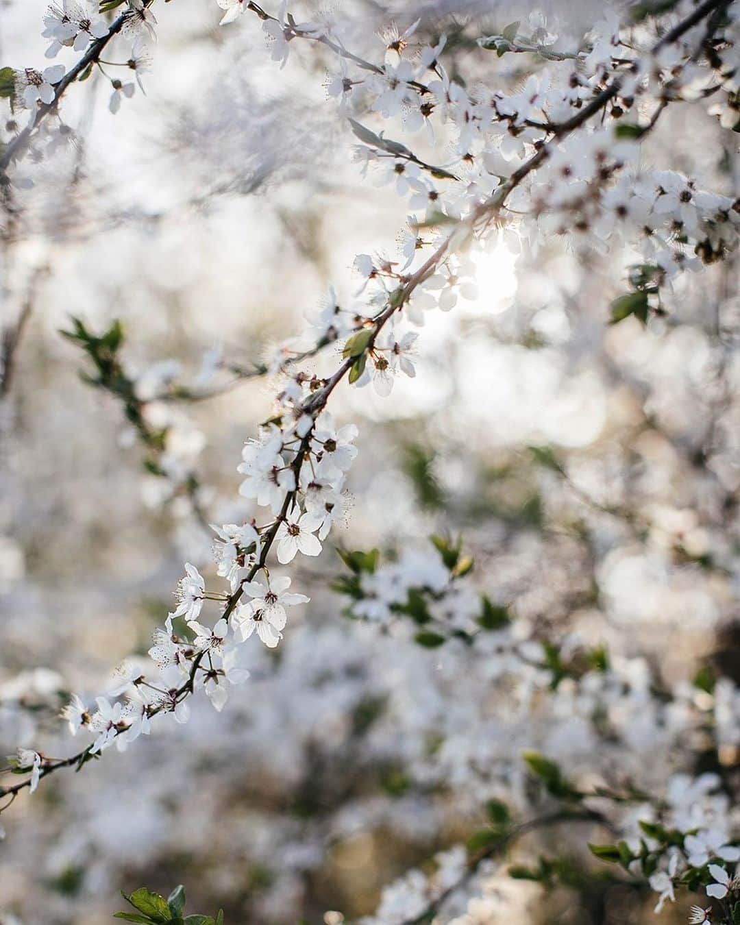 Our Food Storiesのインスタグラム：「From a lovely spring afternoon in the garden 🌿 Get the recipe for this delicious gluten-free Crêpe cake on the blog, link is in profile. #ourfoodstories_countryside  _____ #springvibes #springishere #springblooms #blossoms #frühlingserwachen #frühlingsblumen #gardenlove #plumtree #plumtreeblossoms #foodstylist #foodphotographer #tablesetting #simplejoys #momentslikethese」