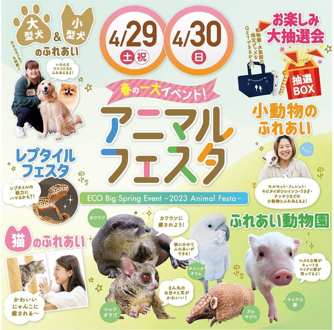 【公式】福岡ECO動物海洋専門学校のインスタグラム：「4/29.30(土.日)は「アニマルフェスタ」を開催します👏👏  たくさんの動物たちと間近でふれあいができるスペシャルイベントです☺️✨✨  気になる動物のお仕事の体験授業を受けた後は、入試や学費・奨学金の相談会、学生寮の見学もOK！  ご予約される方はホームページから是非ご予約下さい❗️  #福岡eco #福岡eco動物海洋専門学校 #専門学校 #オープンキャンパス #体験型イベント」