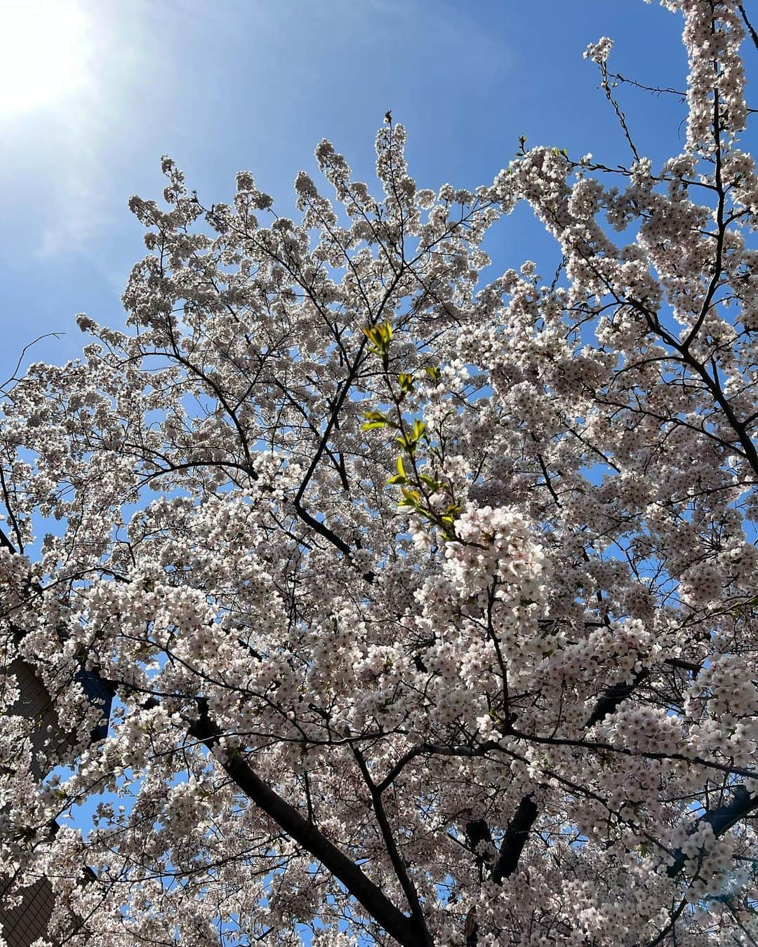 佐藤彩さんのインスタグラム写真 - (佐藤彩Instagram)「今日の番組では桜前線は今どのあたりか探りました🌸  旭川では今日開花の発表がありましたが 滝川や砂川はまだという感じ。  帯広や日高のあたりも咲いているけれど 苫小牧はまだ、とか…  皆さんからのメッセージで 少し見えてきた桜前線🌸  天気図の前線のように くっきりラインが引けるわけではないようです😳  札幌は満開🌸 新川通りを車で通ったらとても綺麗でした☺️ 写真は帰り道にあるお気に入りの桜の木です🌸  #桜前線北上中 #朝刊さくらい #桜前線調査 #ソメイヨシノ #お気に入りの桜の木 # 🌸」4月25日 18時40分 - hbc_ayasato