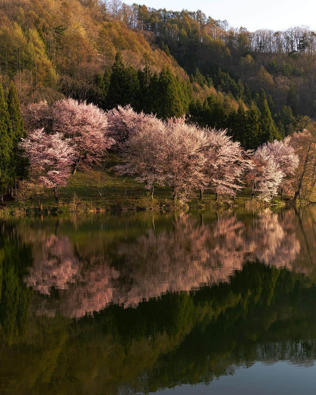 詩歩さんのインスタグラム写真 - (詩歩Instagram)「📷 20th April 2023   📍長野県 中綱湖のオオヤマザクラ / Lake Nakatsuna , Nagano Japan @shinano.omachi_navi   ３度目の正直でやっと見ることができました。 長野県大町市にある仁科三湖のひとつ #中綱湖 のオオヤマザクラ🌸  これまで何度も訪れているけど、ここの桜は開花予測が本当にむずかしい！  ・桜が満開であること（例年４月中旬〜５月頭） ・無風の日 ・晴天の日  過去２回は来たものの条件があわず、今年はこの３つの条件ピンポイントで狙って、前日に訪問を決めてやっと見ることができました😭✨  夜明け前の暗闇の中でひっそりと佇む姿、そこから日が登るにつれて刻一刻とかわっていくその表情。運よく風もなくて、湖面へのリフレクションもキレイに見ることができました！  陽があたってからの写真をよく見るけど、個人的には光が当たらない静かで幻想的な時間帯のほうが好みだったり😚やーっと見ることができて大満足でした。2023年の桜はここで一旦終了かな🙌  長野県の写真はこのタグでまとめています / Photos of this area can be found in this tag.→ #shiho_nagano   I was finally able to see it on my third try. Oyamazakura (Cherry Blossoms) at #LakeNakatsuna , one of the three lakes of Nishina in #OmachiCity , Nagano Prefecture. I have visited this lake many times before, but it is really difficult to predict the blooming of cherry blossoms here!  The cherry blossoms in full bloom (mid-April to early May)/ A windless day / A clear day  After two previous visits that did not meet these conditions, this year I was able to pinpoint these three conditions and decided to visit the day before to see the cherry blossoms!　The Oyamazakura cherry trees stood quietly in the darkness, and their expressions changed from moment to moment as the sun rose. Luckily there was no wind, so we were able to see the beautiful reflection on the lake! I've seen many photos of the lake after sunrise, but I personally prefer the quiet and magical time of day when there is no sunlight. I was very happy to be able to see it.  ©︎Shiho/詩歩」4月25日 18時57分 - shiho_zekkei