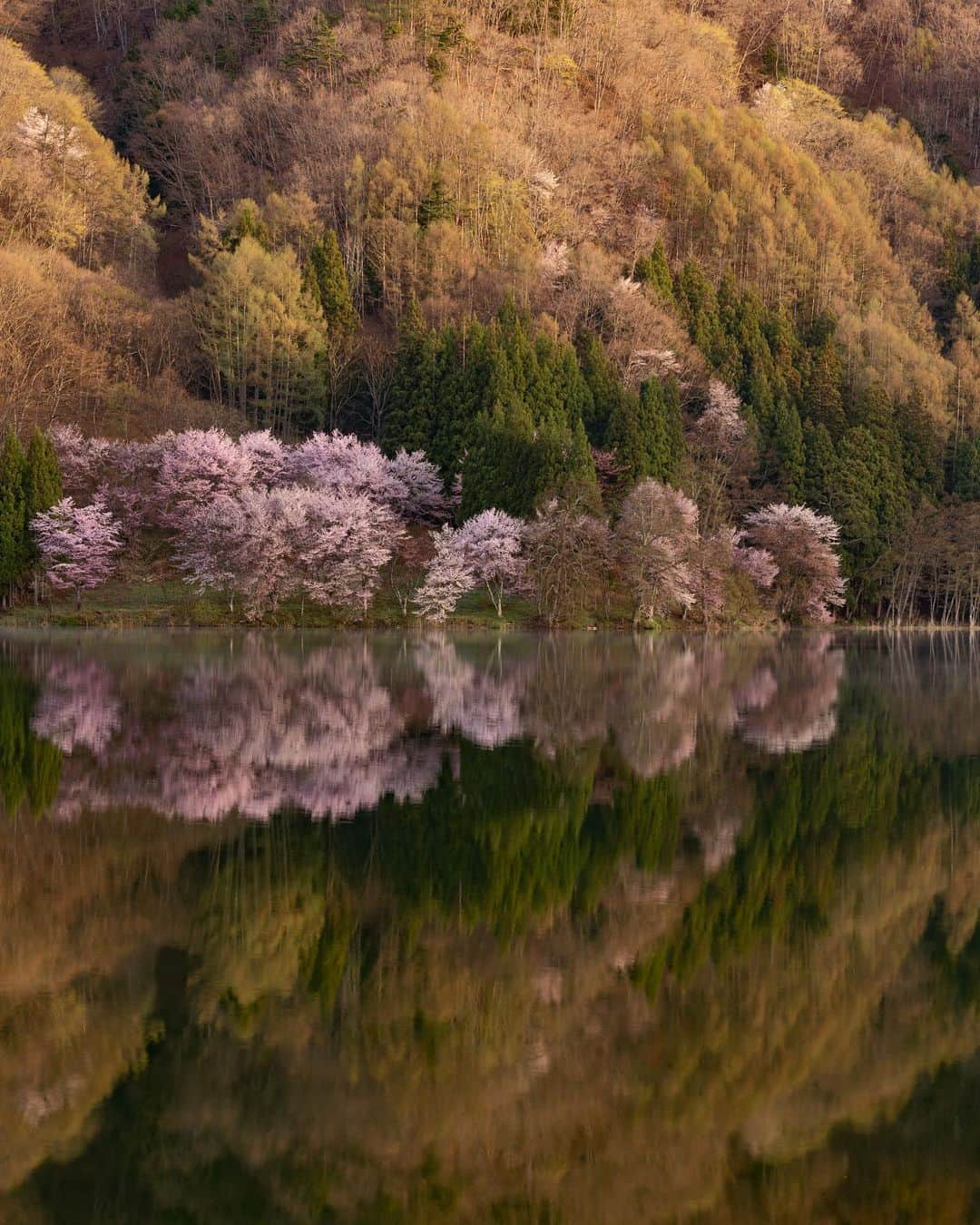 詩歩さんのインスタグラム写真 - (詩歩Instagram)「📷 20th April 2023   📍長野県 中綱湖のオオヤマザクラ / Lake Nakatsuna , Nagano Japan @shinano.omachi_navi   ３度目の正直でやっと見ることができました。 長野県大町市にある仁科三湖のひとつ #中綱湖 のオオヤマザクラ🌸  これまで何度も訪れているけど、ここの桜は開花予測が本当にむずかしい！  ・桜が満開であること（例年４月中旬〜５月頭） ・無風の日 ・晴天の日  過去２回は来たものの条件があわず、今年はこの３つの条件ピンポイントで狙って、前日に訪問を決めてやっと見ることができました😭✨  夜明け前の暗闇の中でひっそりと佇む姿、そこから日が登るにつれて刻一刻とかわっていくその表情。運よく風もなくて、湖面へのリフレクションもキレイに見ることができました！  陽があたってからの写真をよく見るけど、個人的には光が当たらない静かで幻想的な時間帯のほうが好みだったり😚やーっと見ることができて大満足でした。2023年の桜はここで一旦終了かな🙌  長野県の写真はこのタグでまとめています / Photos of this area can be found in this tag.→ #shiho_nagano   I was finally able to see it on my third try. Oyamazakura (Cherry Blossoms) at #LakeNakatsuna , one of the three lakes of Nishina in #OmachiCity , Nagano Prefecture. I have visited this lake many times before, but it is really difficult to predict the blooming of cherry blossoms here!  The cherry blossoms in full bloom (mid-April to early May)/ A windless day / A clear day  After two previous visits that did not meet these conditions, this year I was able to pinpoint these three conditions and decided to visit the day before to see the cherry blossoms!　The Oyamazakura cherry trees stood quietly in the darkness, and their expressions changed from moment to moment as the sun rose. Luckily there was no wind, so we were able to see the beautiful reflection on the lake! I've seen many photos of the lake after sunrise, but I personally prefer the quiet and magical time of day when there is no sunlight. I was very happy to be able to see it.  ©︎Shiho/詩歩」4月25日 18時57分 - shiho_zekkei