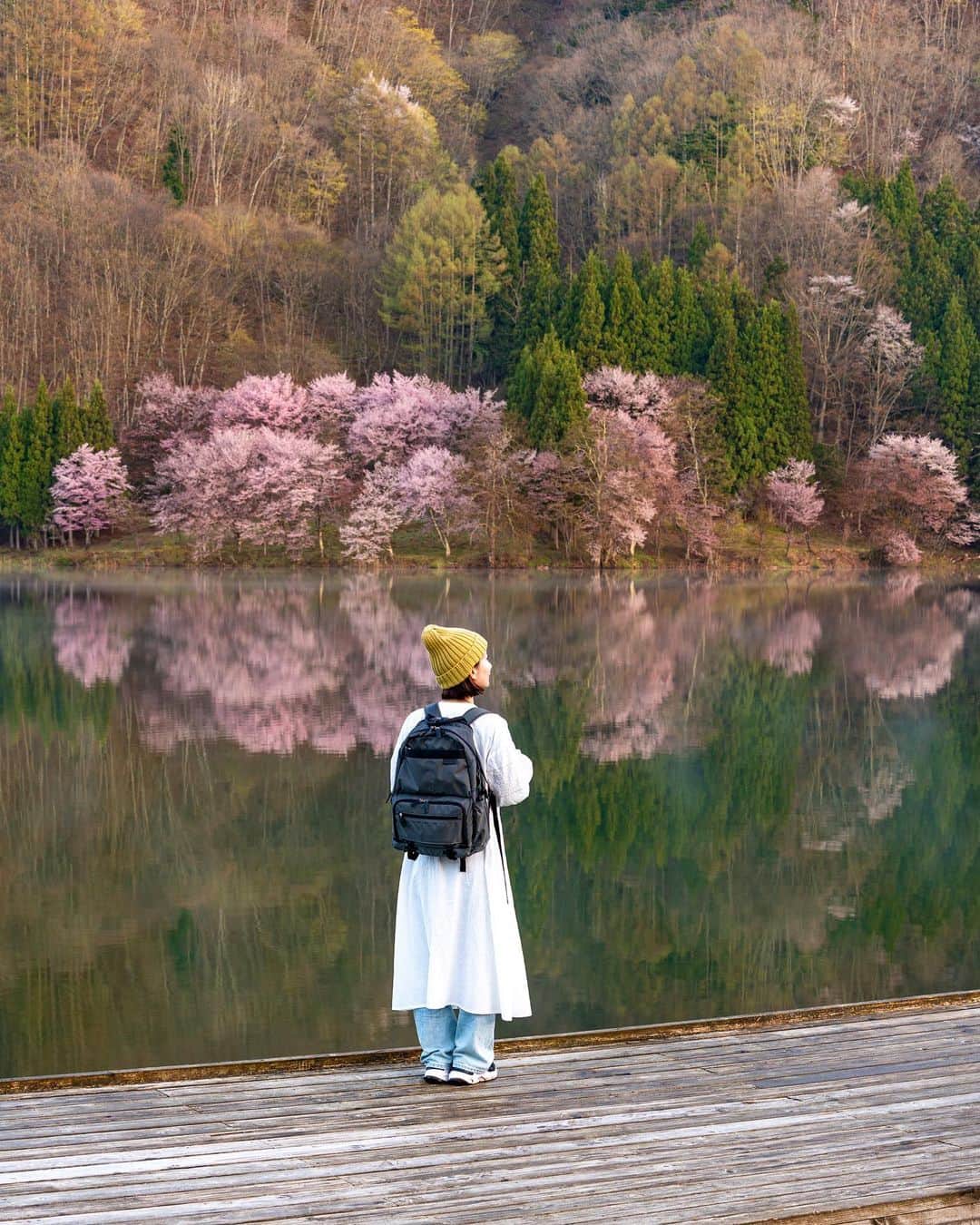 詩歩のインスタグラム：「📷 20th April 2023   📍長野県 中綱湖のオオヤマザクラ / Lake Nakatsuna , Nagano Japan @shinano.omachi_navi   ３度目の正直でやっと見ることができました。 長野県大町市にある仁科三湖のひとつ #中綱湖 のオオヤマザクラ🌸  これまで何度も訪れているけど、ここの桜は開花予測が本当にむずかしい！  ・桜が満開であること（例年４月中旬〜５月頭） ・無風の日 ・晴天の日  過去２回は来たものの条件があわず、今年はこの３つの条件ピンポイントで狙って、前日に訪問を決めてやっと見ることができました😭✨  夜明け前の暗闇の中でひっそりと佇む姿、そこから日が登るにつれて刻一刻とかわっていくその表情。運よく風もなくて、湖面へのリフレクションもキレイに見ることができました！  陽があたってからの写真をよく見るけど、個人的には光が当たらない静かで幻想的な時間帯のほうが好みだったり😚やーっと見ることができて大満足でした。2023年の桜はここで一旦終了かな🙌  長野県の写真はこのタグでまとめています / Photos of this area can be found in this tag.→ #shiho_nagano   I was finally able to see it on my third try. Oyamazakura (Cherry Blossoms) at #LakeNakatsuna , one of the three lakes of Nishina in #OmachiCity , Nagano Prefecture. I have visited this lake many times before, but it is really difficult to predict the blooming of cherry blossoms here!  The cherry blossoms in full bloom (mid-April to early May)/ A windless day / A clear day  After two previous visits that did not meet these conditions, this year I was able to pinpoint these three conditions and decided to visit the day before to see the cherry blossoms!　The Oyamazakura cherry trees stood quietly in the darkness, and their expressions changed from moment to moment as the sun rose. Luckily there was no wind, so we were able to see the beautiful reflection on the lake! I've seen many photos of the lake after sunrise, but I personally prefer the quiet and magical time of day when there is no sunlight. I was very happy to be able to see it.  ©︎Shiho/詩歩」