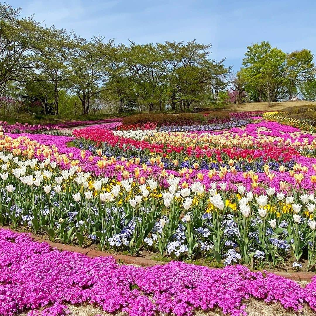 bon ponさんのインスタグラム写真 - (bon ponInstagram)「桜の季節が過ぎて、チューリップと菜の花が見頃を迎えたみちのく杜の湖畔公園へ出かけてきました🌷🌷🌷🌼🌼🌼  「彩のひろば」には、色とりどりのチューリップが咲き誇っていました。形や色も様々で、珍しい八重のチューリップもありました。 パンジーや芝桜との共演も見事で、目を楽しませてくれました😍😍 遠くに見える残雪の蔵王連峰がとても美しかったです🏔️  チューリップを愛でたあとは、広い園内を歩いて「だんだん畑」へ。 秋には真っ赤なコキアが楽しめる畑が、今は満開の菜の花で埋め尽くされて、黄色い絨毯が広がっていました💛😍😍  芽吹いたばかりの新緑が瑞々しく、まさに百花繚乱のこの季節が大好きです🌸🌼🌷🪻🌿 ＊ ピンクとデニムのコーデ🩷💙 bon ・スウェット(楽天) ・シャツ(Sunny Clouds × bonpon) ・ジーンズ(UNIQLO) pon ・カーディガン(UNIQLO) ・ブラウス(UNIQLO) ・デニムスカート(楽天) ・トートバッグ(FABRICO) ponのピンクのカーディガンに合わせて、楽天でbonにピンクのスウェットを買いました。 ＊ ＊ #みちのく杜の湖畔公園 #みちのく湖畔公園 #夫婦 #60代 #ファッション #コーディネート #リンクコーデ #夫婦コーデ #グレイヘア #白髪 #共白髪 #couple #over60 #fashion #coordinate #instagramjapan #greyhair #grayhair #bonpon #bonpon511」4月25日 19時28分 - bonpon511