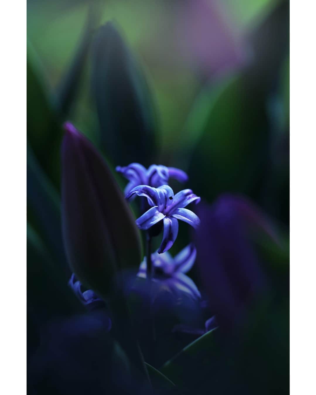 花の写真館のインスタグラム：「Photo by 関根 明. . Original Post[投稿いただいたURL] https://www.facebook.com/photo.php?fbid=7210065679067502 . 本アカウントは、 #私の花の写真 をつけてInstagramに投稿された皆さまの花の写真や、「花の写真館」Facebookページで投稿された花の写真を紹介します。 「花の写真館」Facebookページは、「 @floral.photograph 」のプロフィールにあるURLからご覧ください。 . ※各種法令、マナー、関係者の指示に従った撮影をお願いします。 *Please ensure that your photography adheres to all relevant laws, etiquette, and instructions issued by authorized persons. ※本アカウントは東京カメラ部がFacebook、Instagramのサービスを利用して運営しているもので、Meta社・Instagramとは一切関係ありません。 . #花の写真館 #floralphotograph #floralphoto #flower #flowers Follow: @floral.photograph」