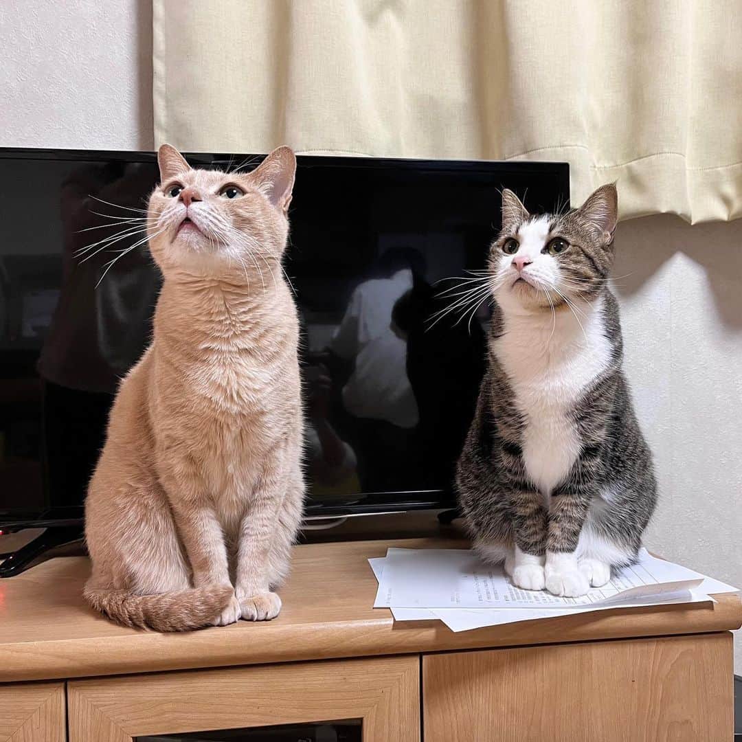 ひのき猫さんのインスタグラム写真 - (ひのき猫Instagram)「テレビの前がお好き♡」4月25日 19時45分 - hinoki.cute.kitten