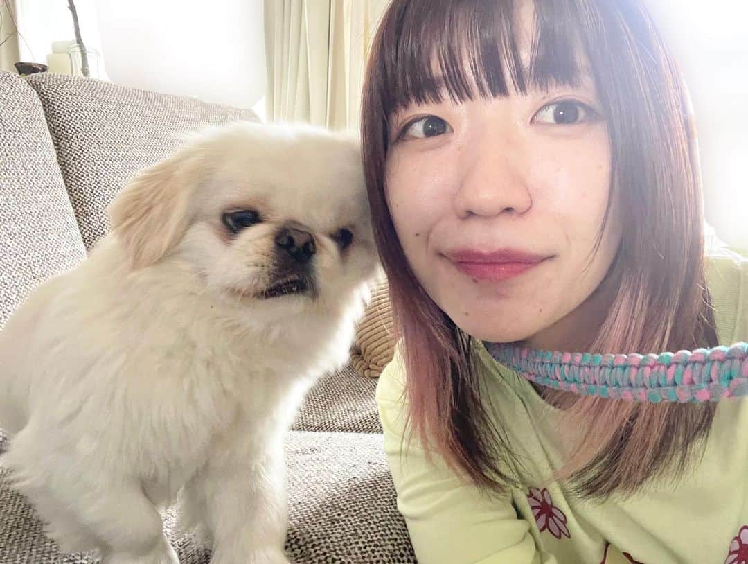 ぱいぱいでか美のインスタグラム：「ムーチョ────── 𝐁𝐈𝐆 𝐋𝐎𝐕𝐄 . ひょんなことから主ズとやり取りするようになり いつも私より先にムーチョにいいねしている 耳をすませばみたいな人桃沢くんと ムーチョに会いに行きました😭 可愛さと尊さのの極み弁当でした……好(ﾊｵ)……  ずっとSNSで見てたムーチョ、 本物が本物すぎて感動もすごかったけど それ以上に人懐っこくて初対面開始1分で自分の腕におさまってて最高でした 主ズとも初対面と思いきや不思議な縁があったりして めちゃくちゃ楽しい時間でした………🤍 ありがとうございました！  ①自撮りムーチョ ②ムーチョの興味はお菓子へ ③散歩ムーチョかつボール飽きムーチョ ④人間の椅子で誇らしげムーチョ ⑤睡魔我慢ムーチョ ⑥ムーチョの肉球 ⑦初めて会う人間に心開きすぎムーチョ . #ムーチョ #ペキニーズ #金の国 #でか美ちゃん #こねくと でも話しました！」