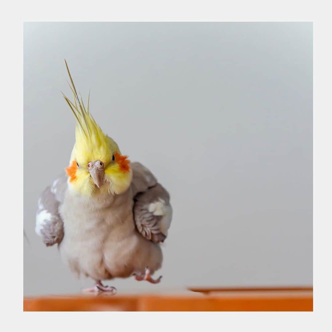 YURAPOi ゆらぽぃのインスタグラム：「best photo  http://www.ryoichisakai.com  #オカメインコ #ぽぃちゃん  ©︎ryoichisakai」