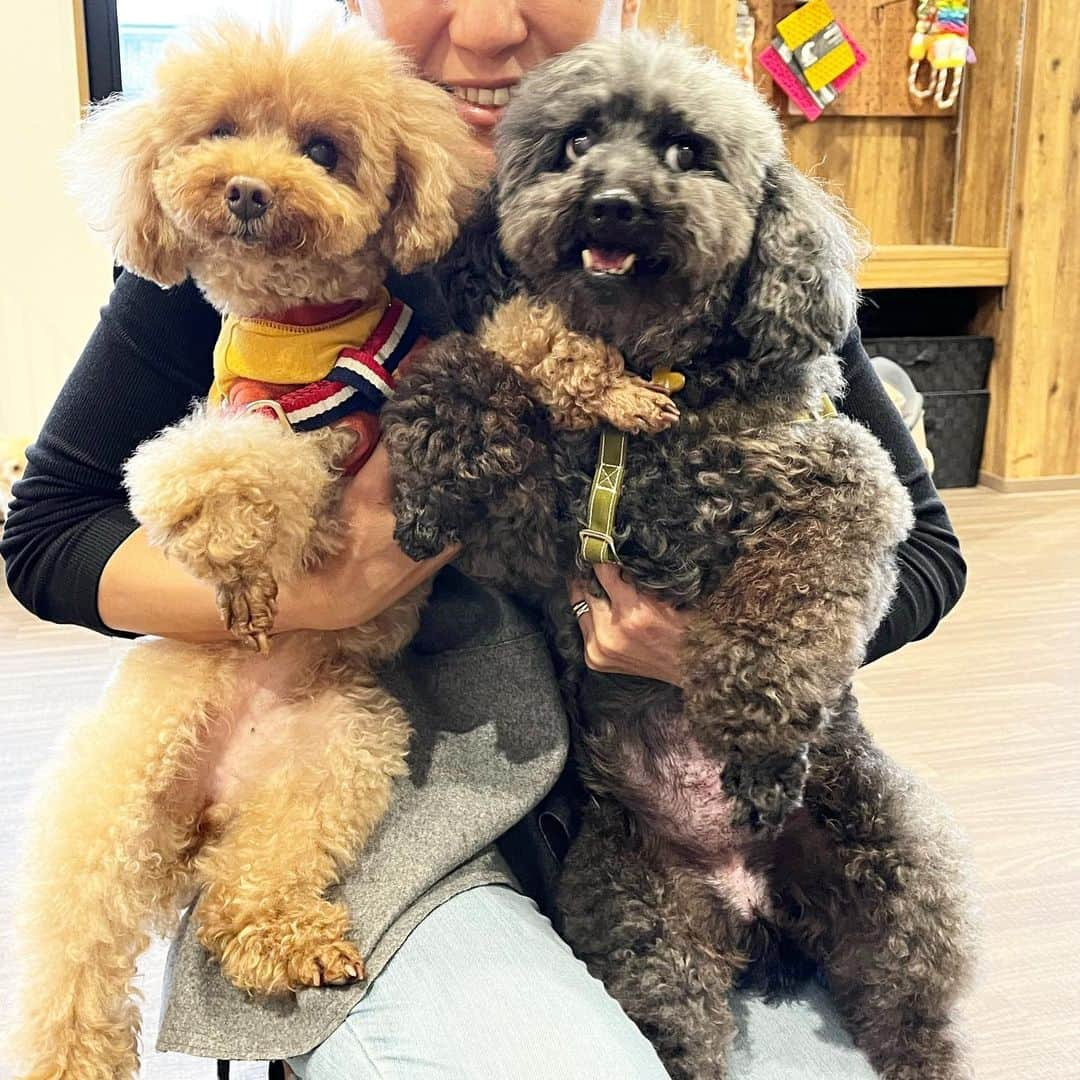 keikobun34さんのインスタグラム写真 - (keikobun34Instagram)「▶︎ トライアルで我が家に来てくれていた 保護犬のリアン。 8年間繁殖犬として頑張って レスキューされました。 愛嬌があり、会う人会う人に 可愛がってもらえるリアン。  今回は色んな事情があって、 ご縁がありませんでした。  色んな事を考え、 色んな事を知るきっかけを くれた出会いでした。 リアンと @wanend_soil さんありがとう♥︎  アニマルレスキュー @wanend_soil  皆さんも見守って下さい。  #犬#dog #愛犬#保護犬 #犬のいる生活 #アニマルレスキュー #大切な家族 #大切な命」4月25日 20時17分 - keikobun34