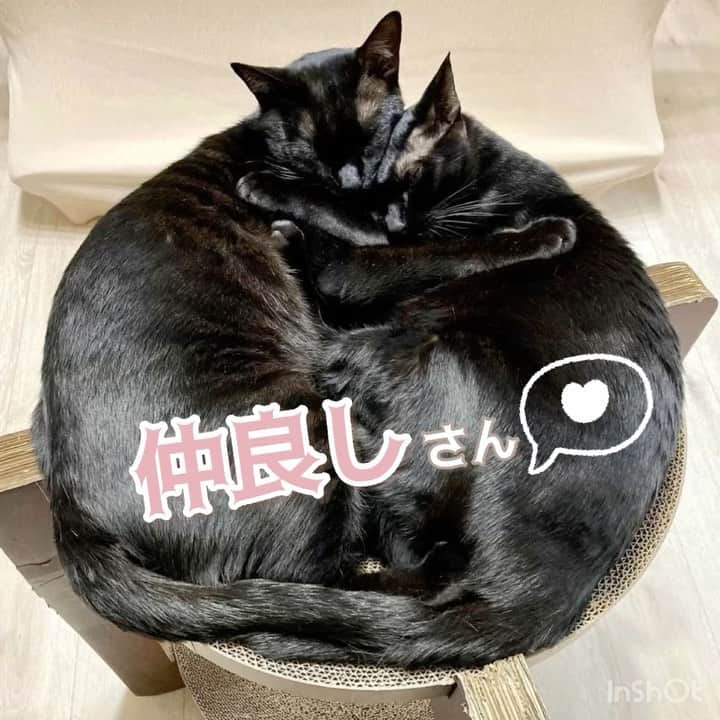 猫壱（ねこいち•ネコイチ）のインスタグラム：「抱き合って仲良しさん❤︎❤︎❤︎ 夢でも一緒に遊んでるのかな？  @nenekoko_channel さん お写真をありがとうございました😊 お写真の商品はバリバリボウルタワーでした🐈  :::::::::猫壱 :::::::   猫壱商品を使ってくれている写真や動画に【猫壱写真館】のハッシュタグをつけてポストしてください✨  猫壱SNSなどでリポスト・紹介されるかも？！  猫壱HPにも掲載されるチャンスも🥺  ぜひ皆さんハッシュタグをつけてポストしてくださいね🥺    @necoichicojp のハイライトから応募要項をチェックして是非ご応募くださいね❤   Reproduction is  prohibited.  ...........................................................................  #猫壱写真館  #猫壱 #necoichi #キャットタワー #つめとぎ ...........................................................................」