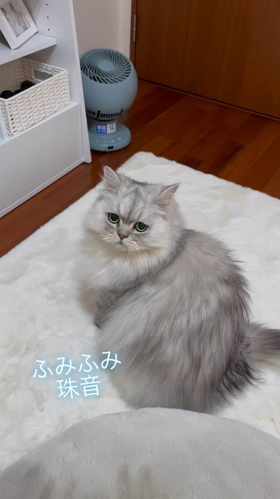 norikoのインスタグラム：「2023/04/25 珠音☆Juon ＊ ぼく、じゅおん。 まーまとネンネするの。 ふみふみするの。 ☆ 実は、、、 喉（舌の付け根？？）を怪我して、、、 大量の血を吐いた私🩸😣💦 昨日はほとんど寝たきりでした。 かなり治ってきたのでご心配なく🙇‍♀️💦💦 珠音が赤ちゃんなのに、寝ている間、親身に寄り添ってくれました。 疲れやストレスからも吐血することってあるみたいですね😅 ☆ ☆ #珠音#Juon#あまえんぼう王子#抱っこ王子#可愛い#最愛の末息子#チンチラペルシャ#チンチラシェーテッドシルバー#mycat #mybeby #myfamily  #ilovecats #cat #chinchillapersian #shadedsilverpersian #boy #prince#ねこのきもち #ねこ部 #幸せ#猫のいる暮らし #楽しい#嬉しい#ありがとう」