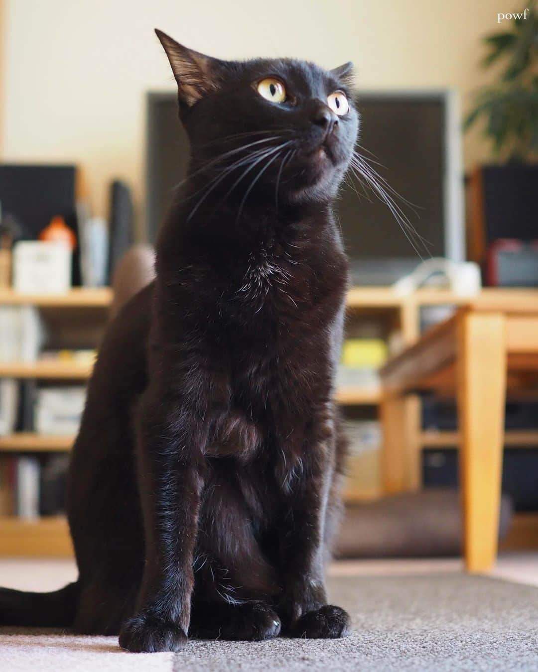 anemone_69のインスタグラム：「🐈‍⬛ . . #ハカセとキョウジュ #blackcat #黒猫 #cat #猫 #保護猫 . . .」